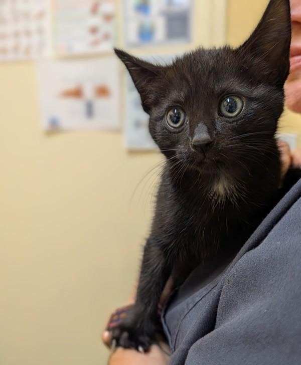 Sugababe, Adoptable, Kitten Female Domestic Short Hair.