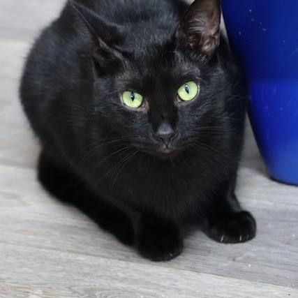 Sonic, Adoptable, Adult Female Domestic Short Hair.