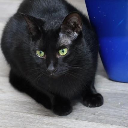 Enlarge Sonic, a Adoptable Domestic Short Hair in Delta, AL image 2/4