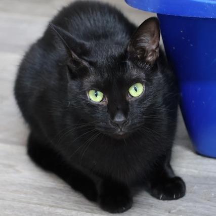 Enlarge Sonic, a Adoptable Domestic Short Hair in Delta, AL image 3/4