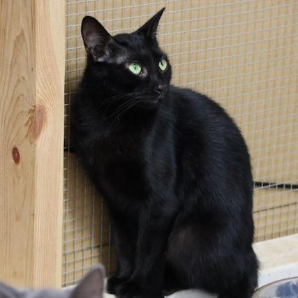 Enlarge Sonic, a Adoptable Domestic Short Hair in Delta, AL image 4/4