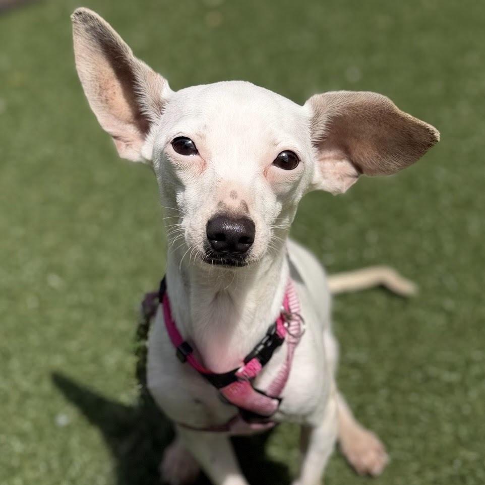 Enlarge Fifi, an adoptable mixed breed in Itasca, IL image 1/4