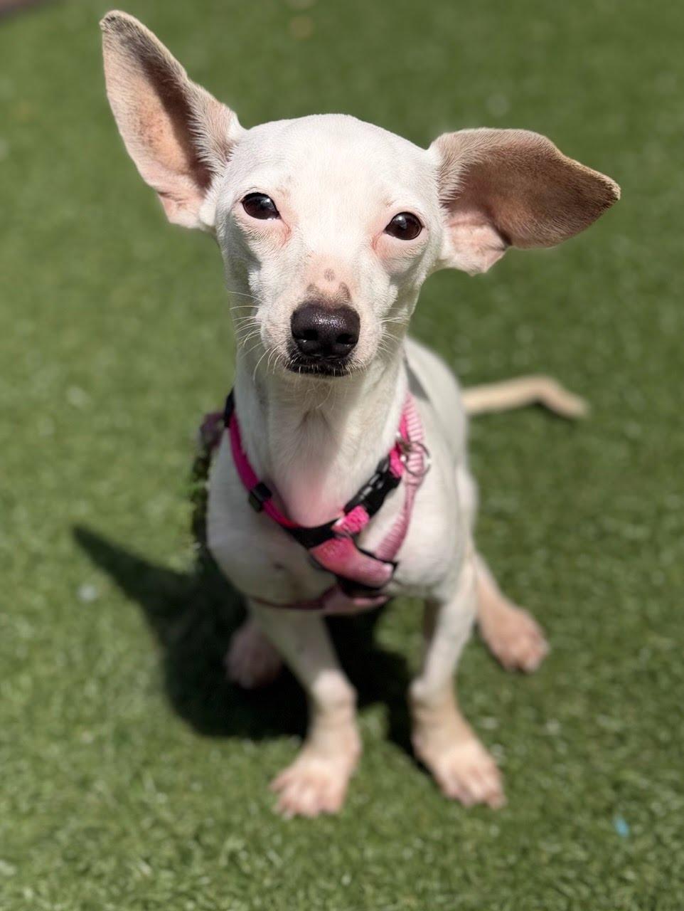 Enlarge Fifi, an adoptable mixed breed in Itasca, IL image 3/4