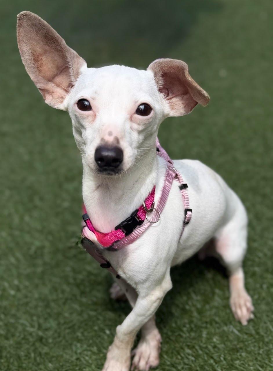 Enlarge Fifi, an adoptable mixed breed in Itasca, IL image 2/4