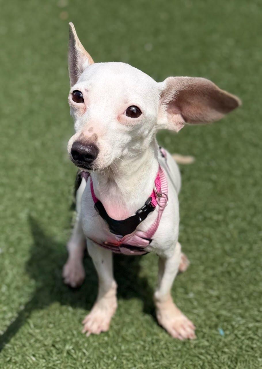 Enlarge Fifi, an adoptable mixed breed in Itasca, IL image 4/4