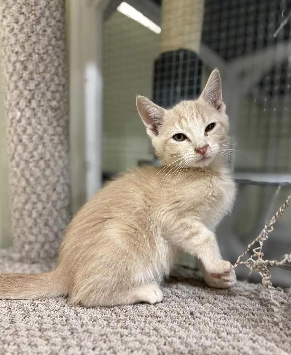 Enlarge Ghost, a ADOPTABLE Domestic Short Hair in Calgary, AB image 2/4