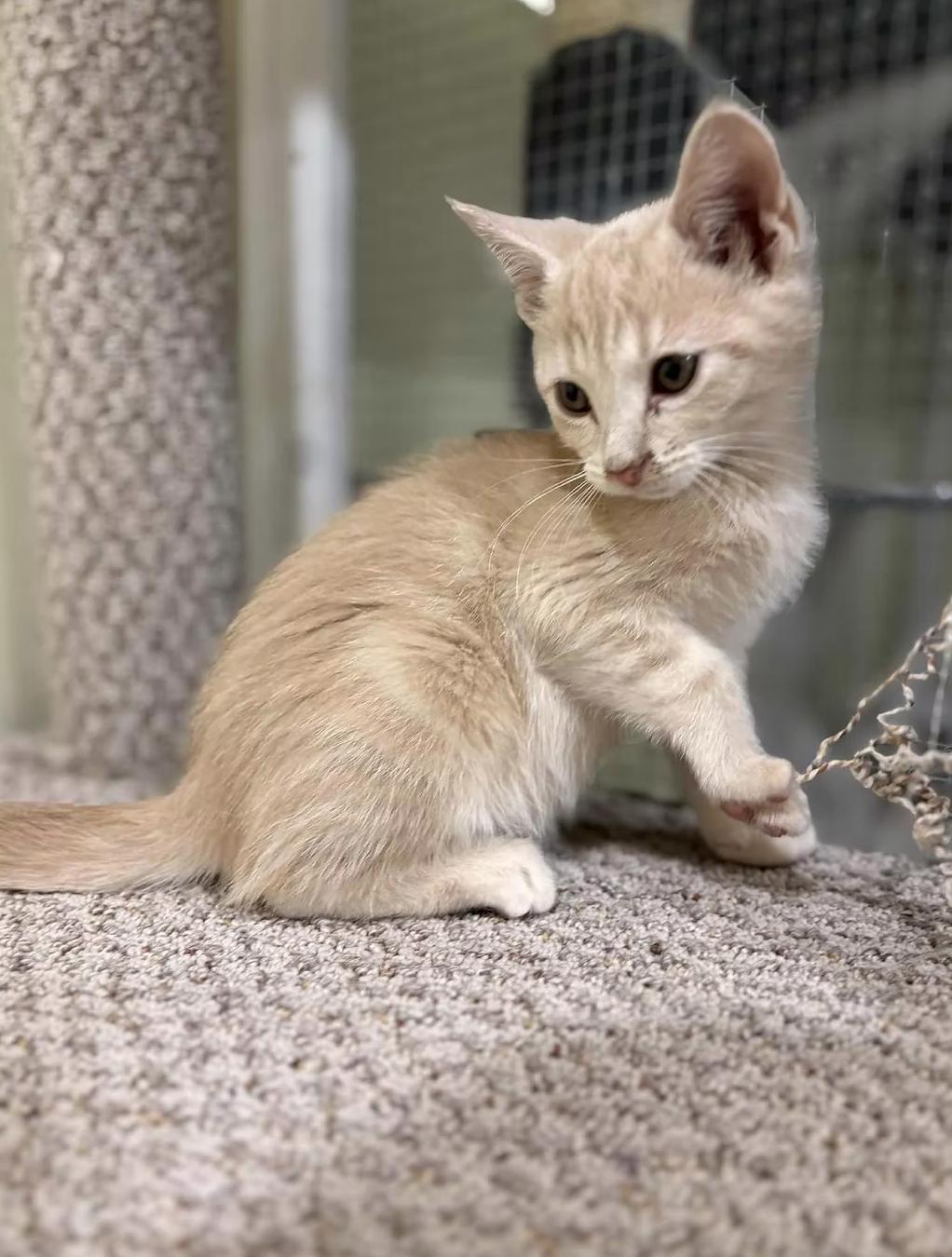 Enlarge Ghost, a ADOPTABLE Domestic Short Hair in Calgary, AB image 4/4
