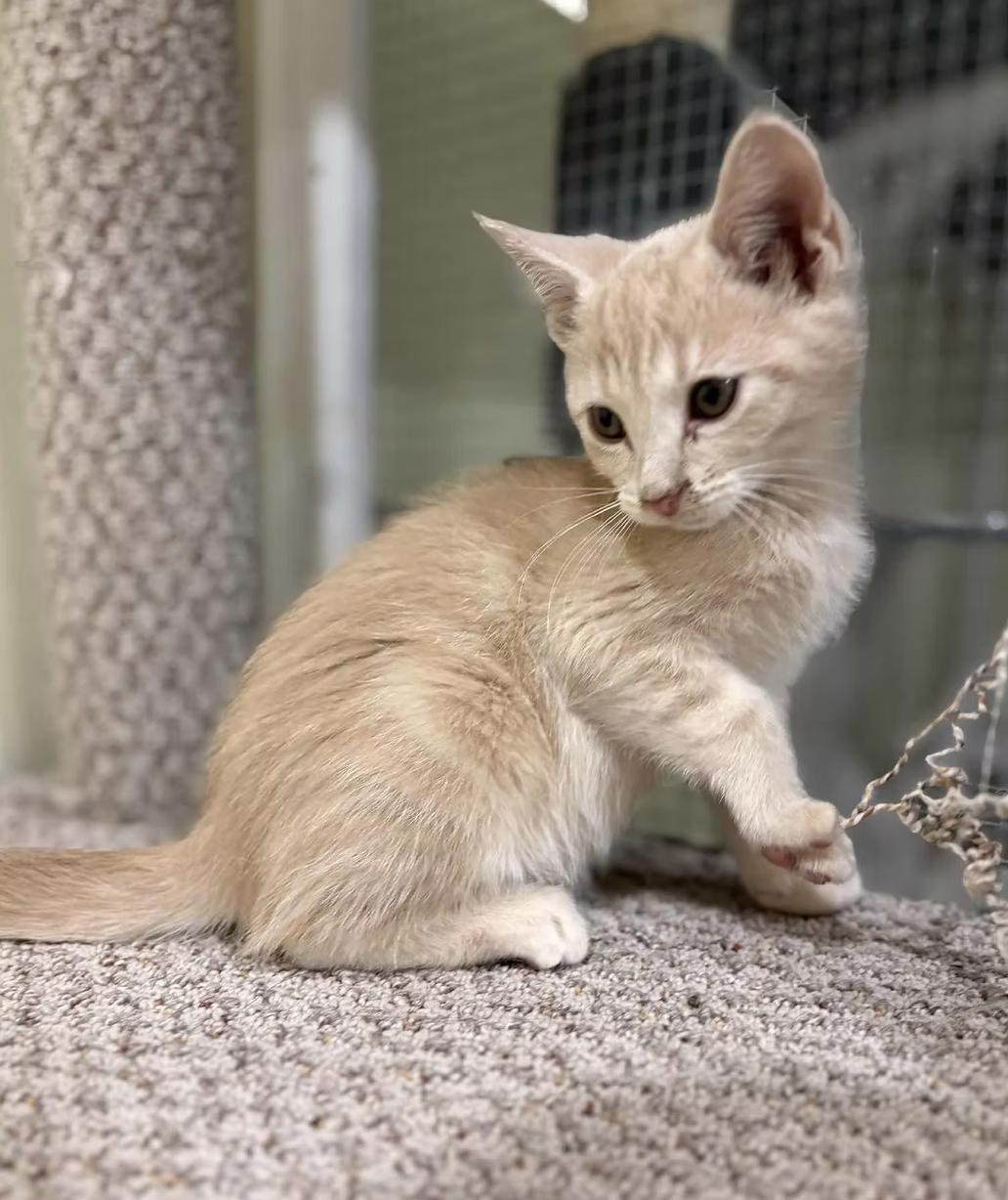 Ghost, ADOPTABLE, Young Male Domestic Short Hair.