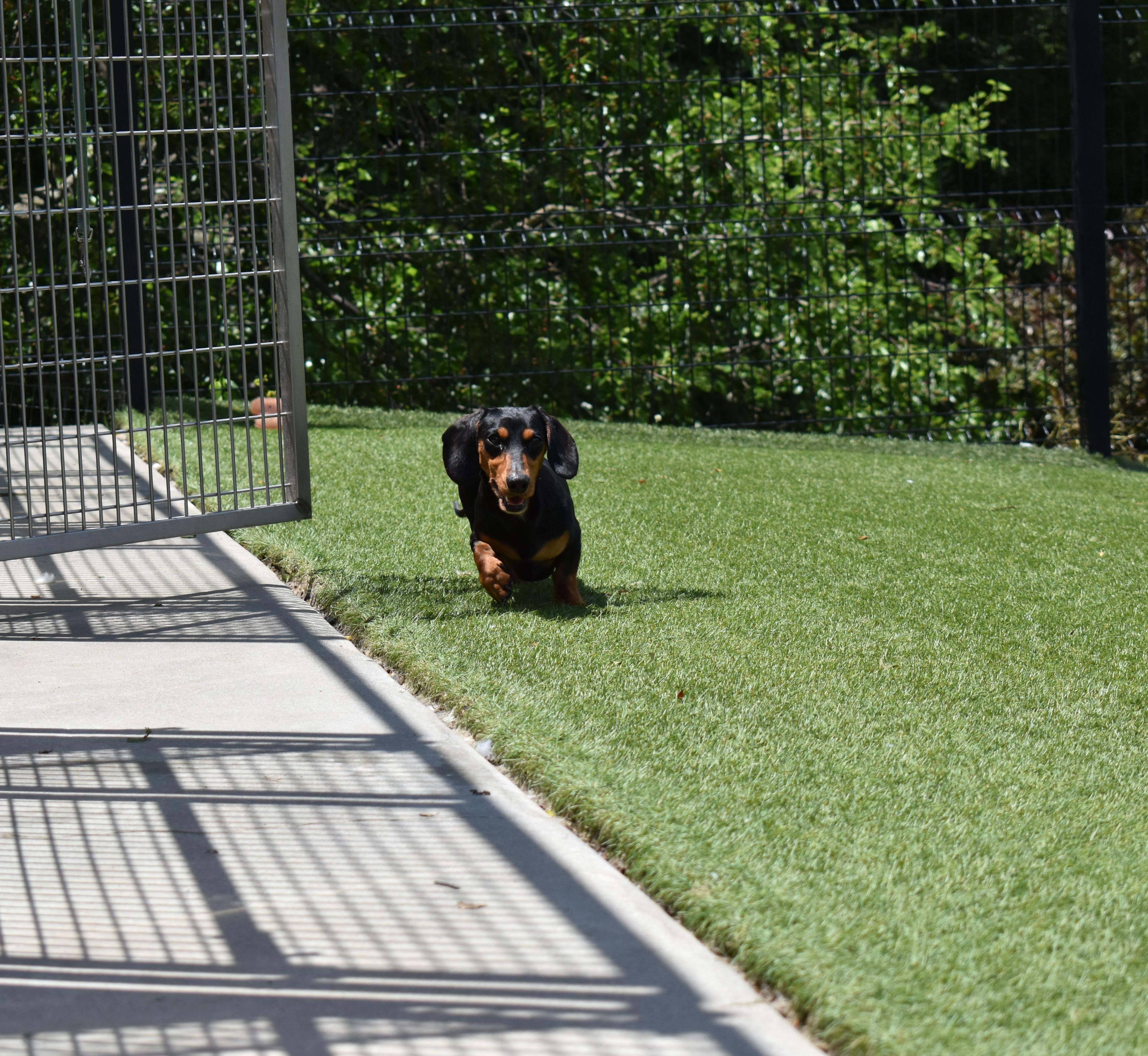 Enlarge Rune, a Adopted Dachshund in Auburn, NE image 3/5