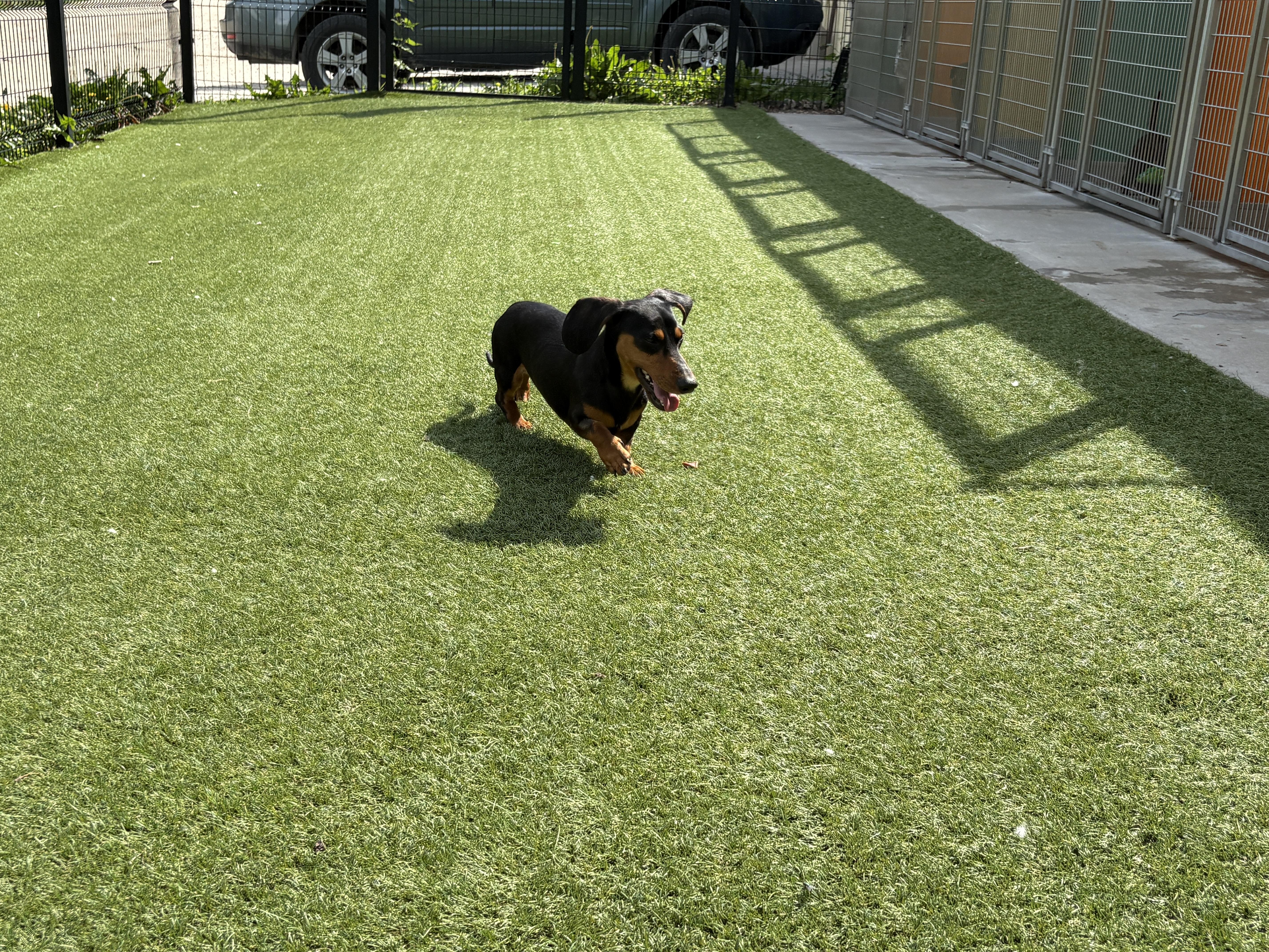 Enlarge Rune, a Adopted Dachshund in Auburn, NE image 4/5