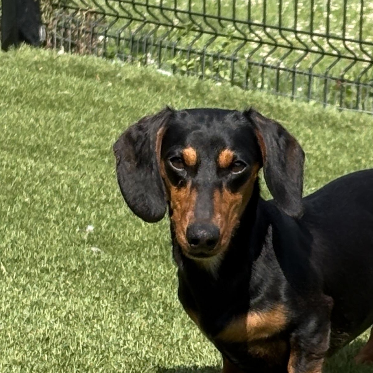Rune, Adopted, Adult Male Dachshund.