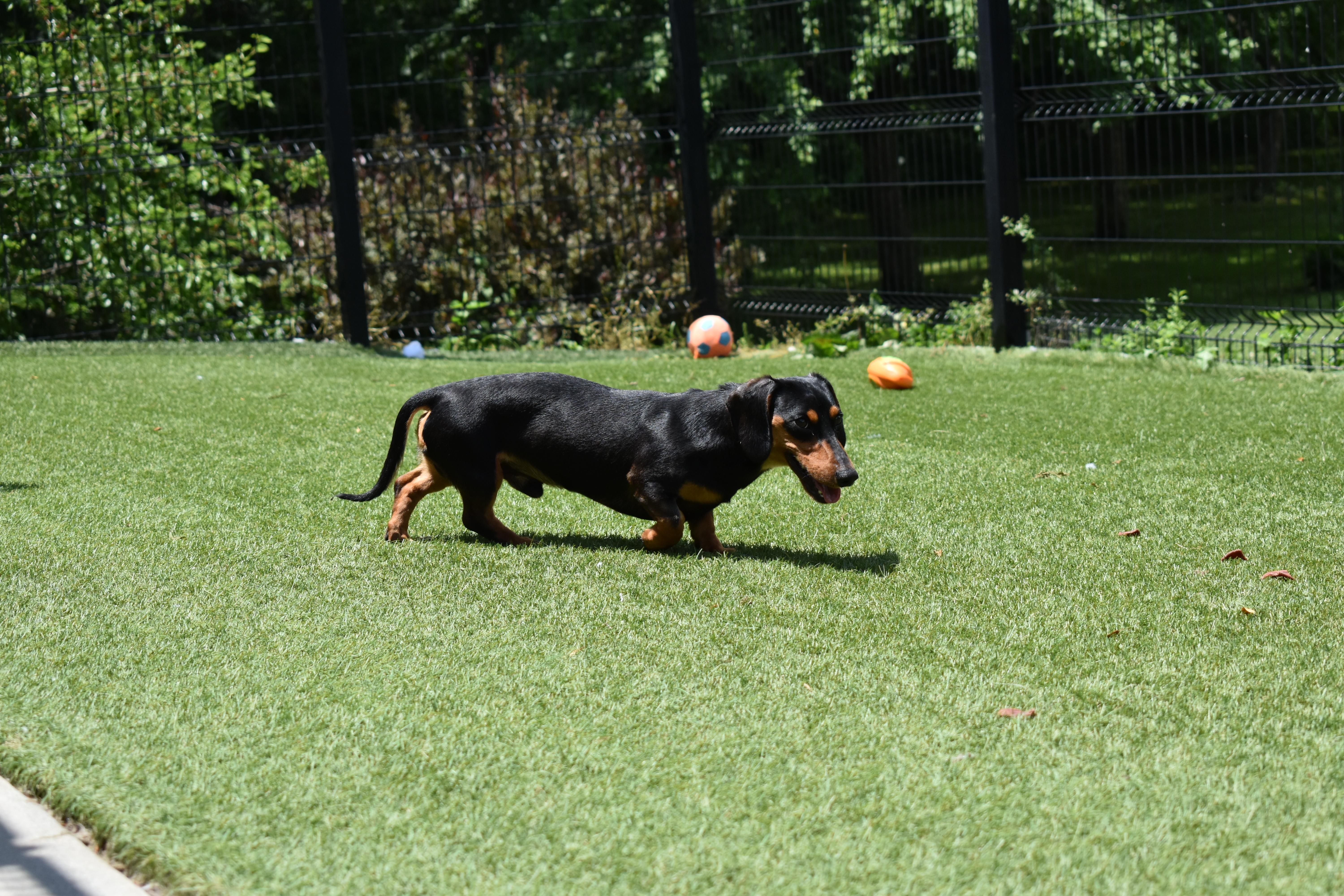 Enlarge Rune, a Adopted Dachshund in Auburn, NE image 5/5