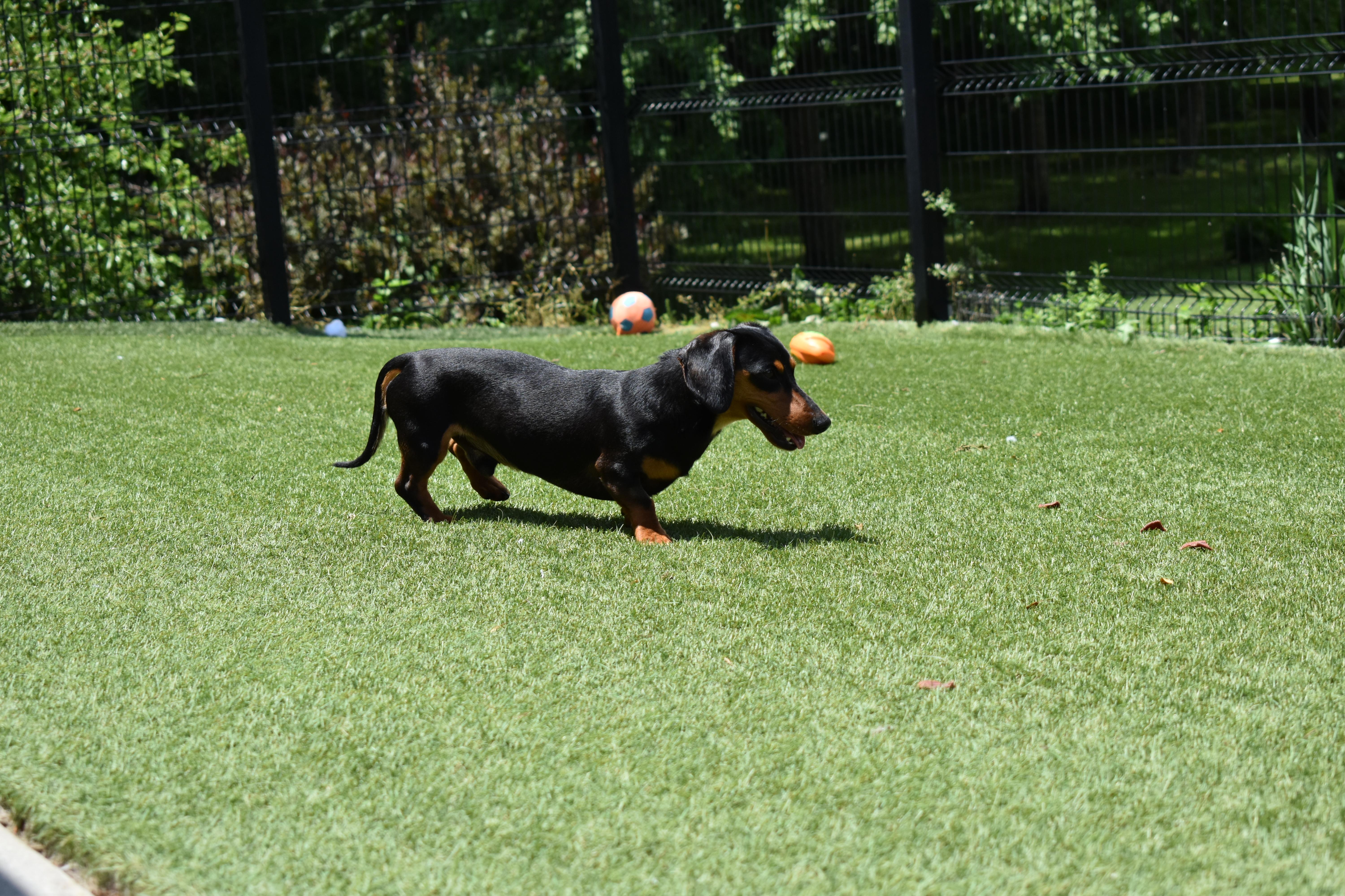 Enlarge Rune, a Adopted Dachshund in Auburn, NE image 2/5