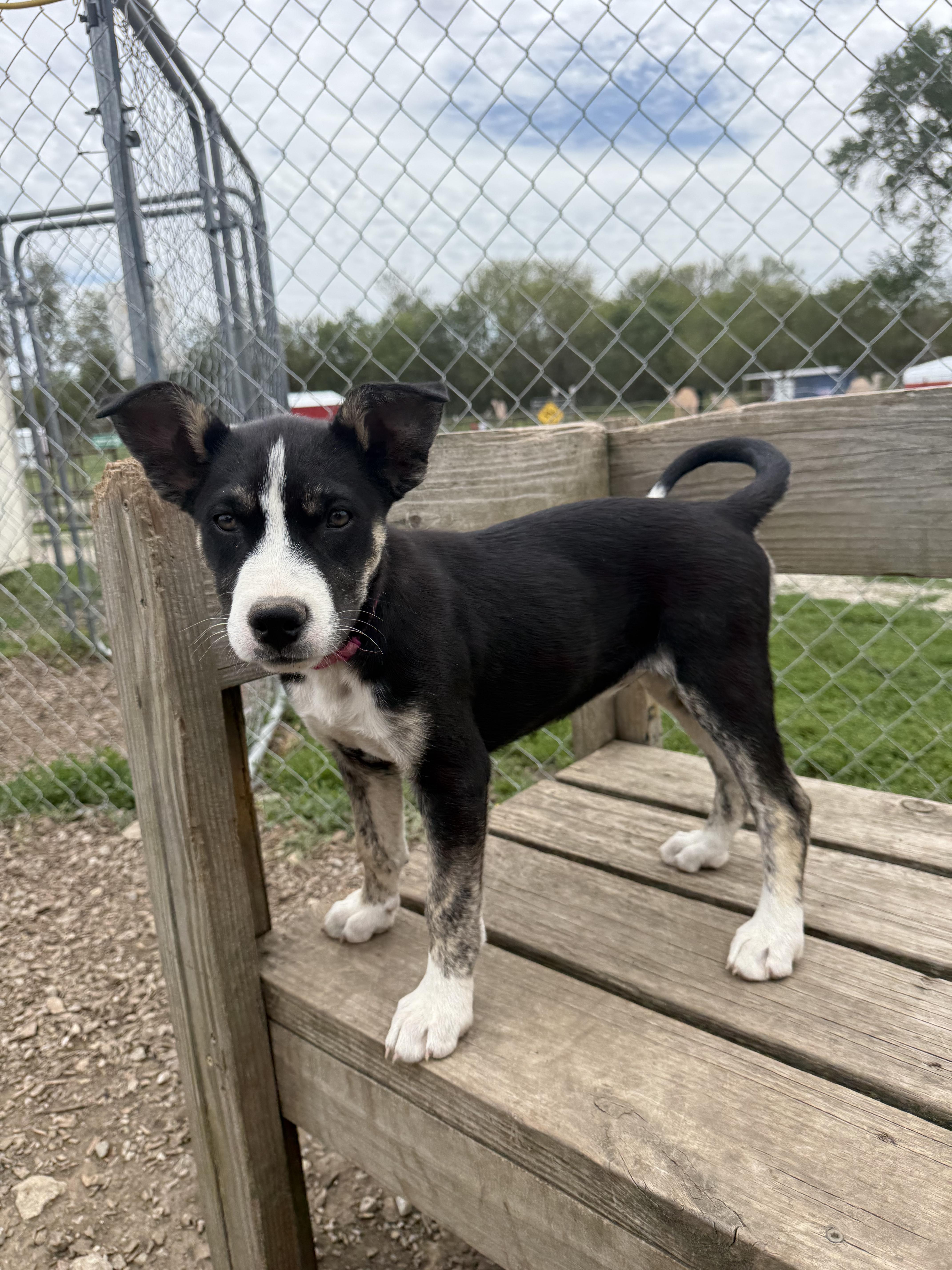 Enlarge Belle, a Adoptable mixed breed in Murray, NE image 3/4