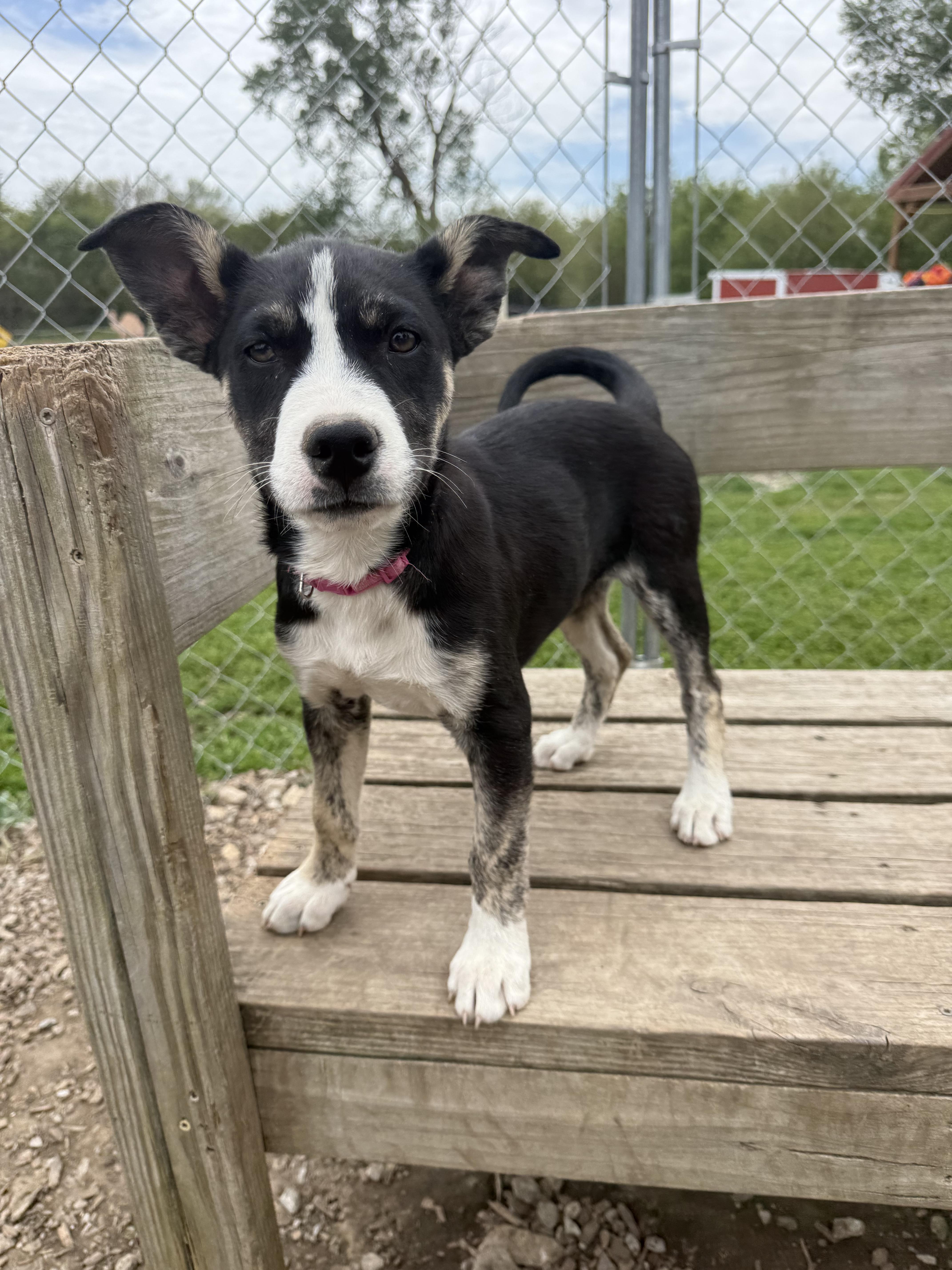 Enlarge Belle, a Adoptable mixed breed in Murray, NE image 2/4