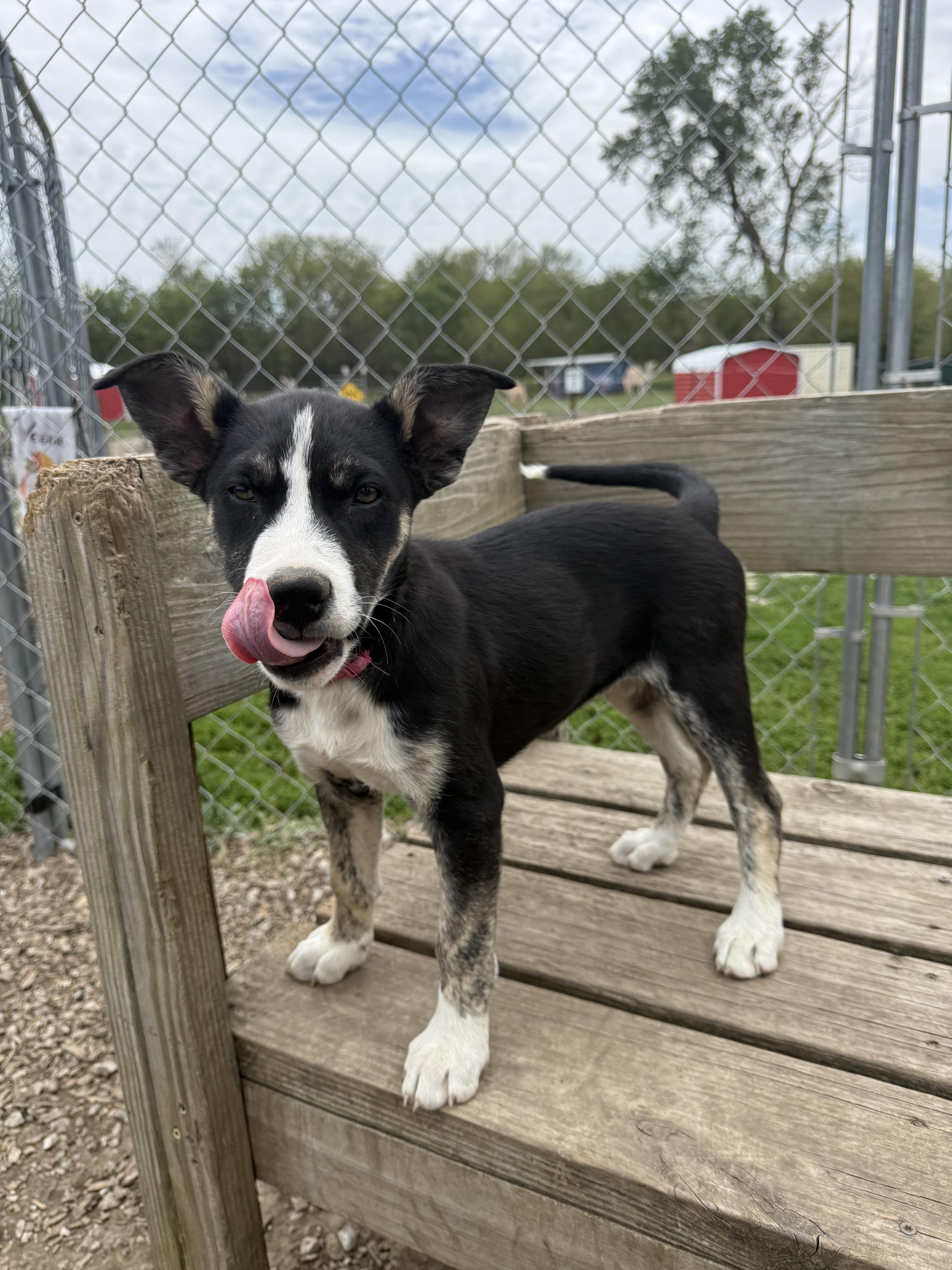 Belle, Adoptable, Young Female Husky.