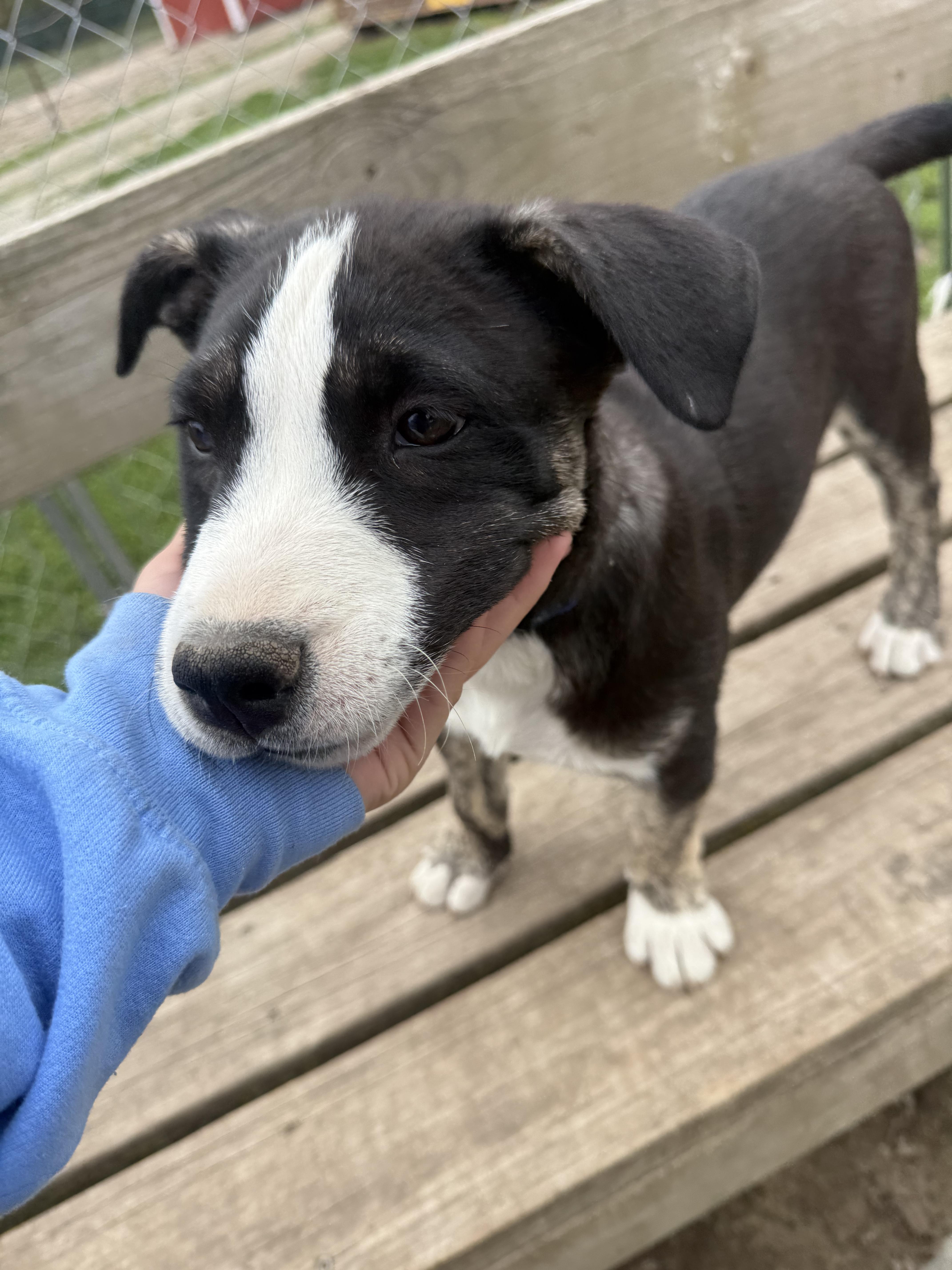 Enlarge Belle, a Adoptable mixed breed in Murray, NE image 4/4