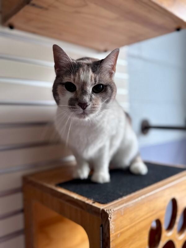 Enlarge Rainbow Sparkles, a Adoptable Domestic Short Hair in Wooster, OH image 1/1