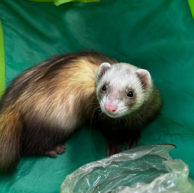 Toast, Adopted, Adult Female Ferret.