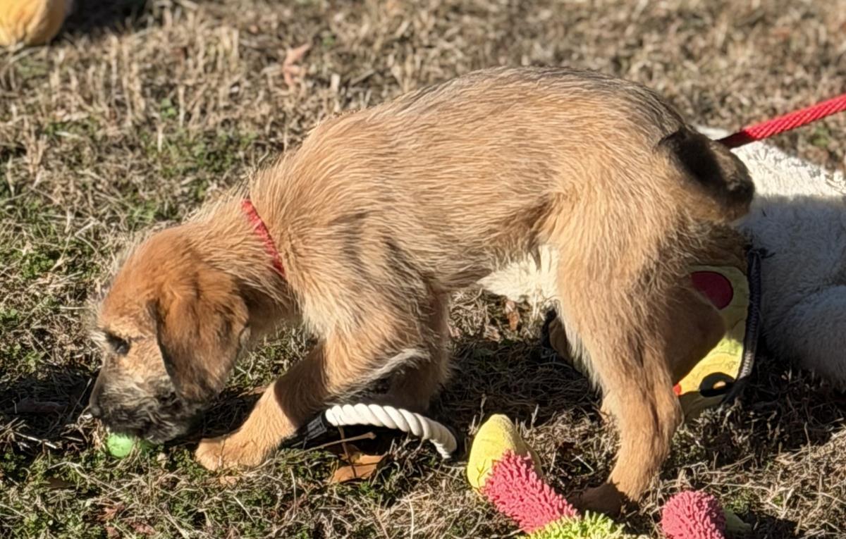 Ursula, a Adoptable Labrador Retriever in Locust Fork, AL image 1/3