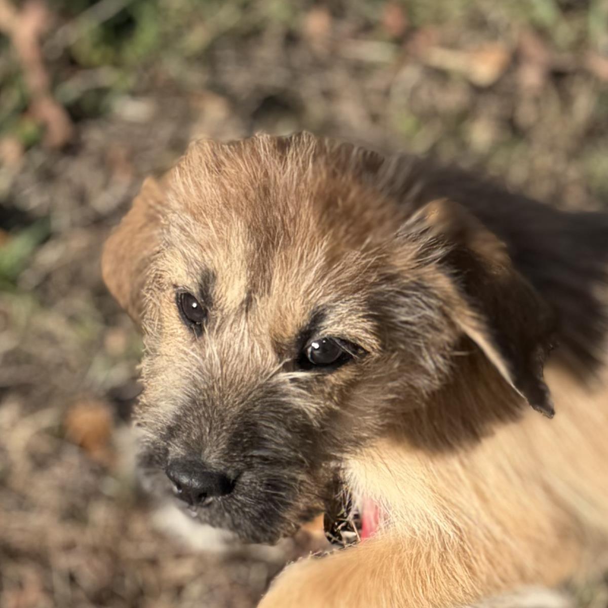 Ursula, a Adoptable Labrador Retriever in Locust Fork, AL image 2/3