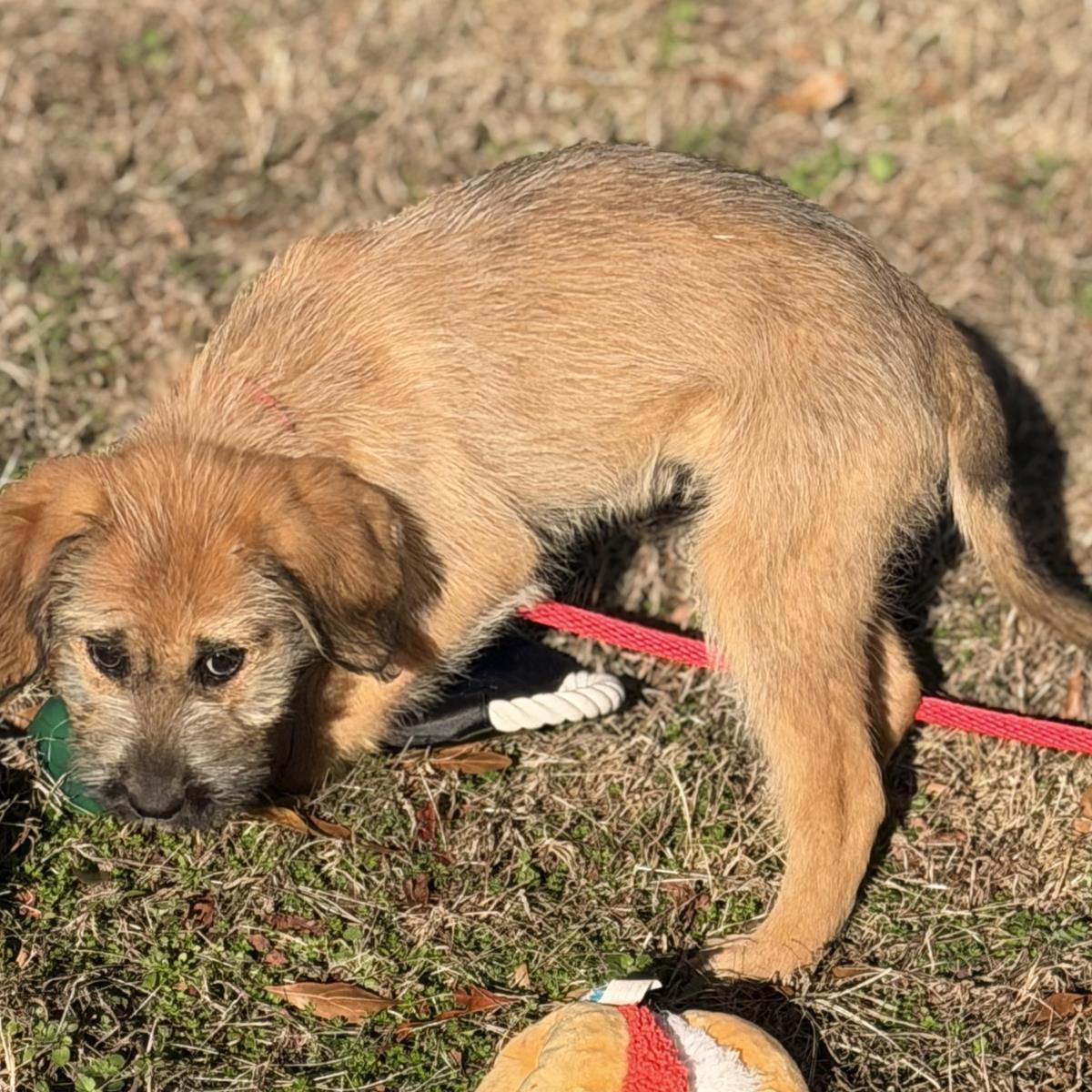 Ursula, a Adoptable Labrador Retriever in Locust Fork, AL image 3/3