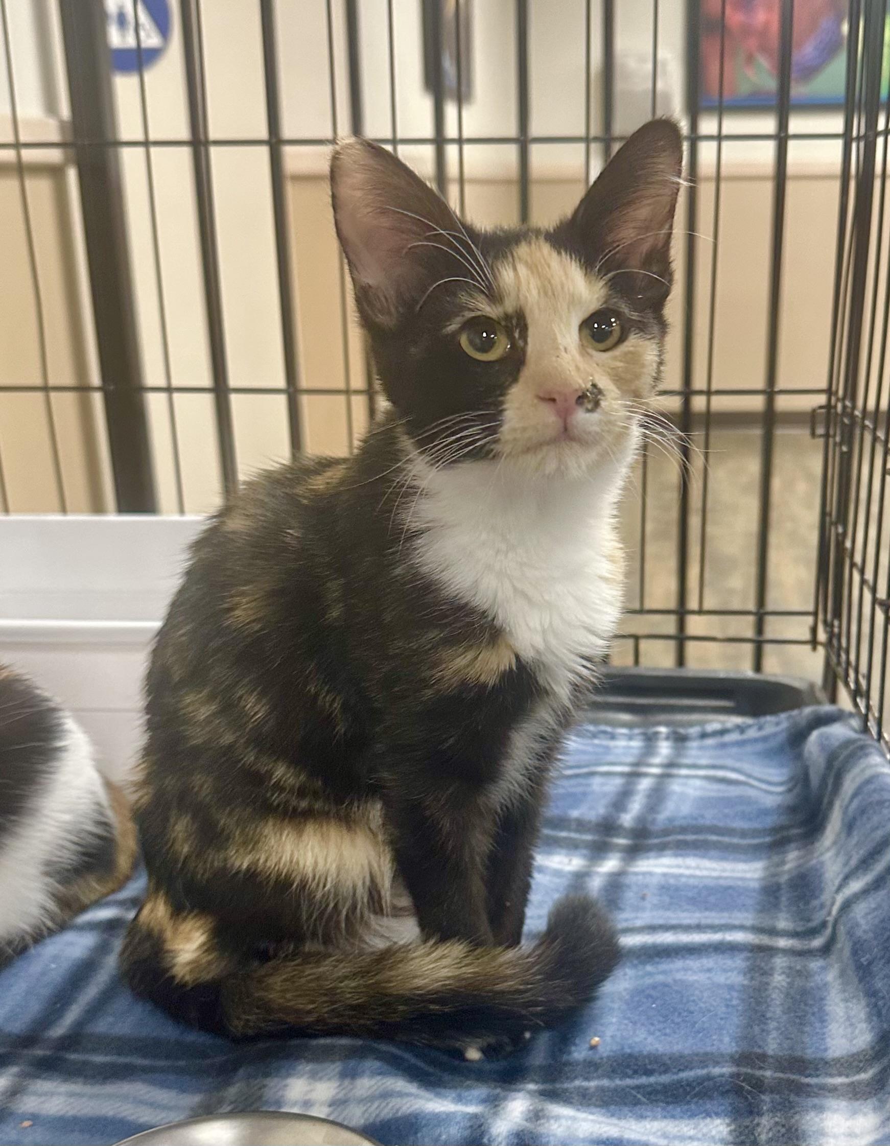Nesta, a Adoptable Calico in Riverside, CA image 1/6