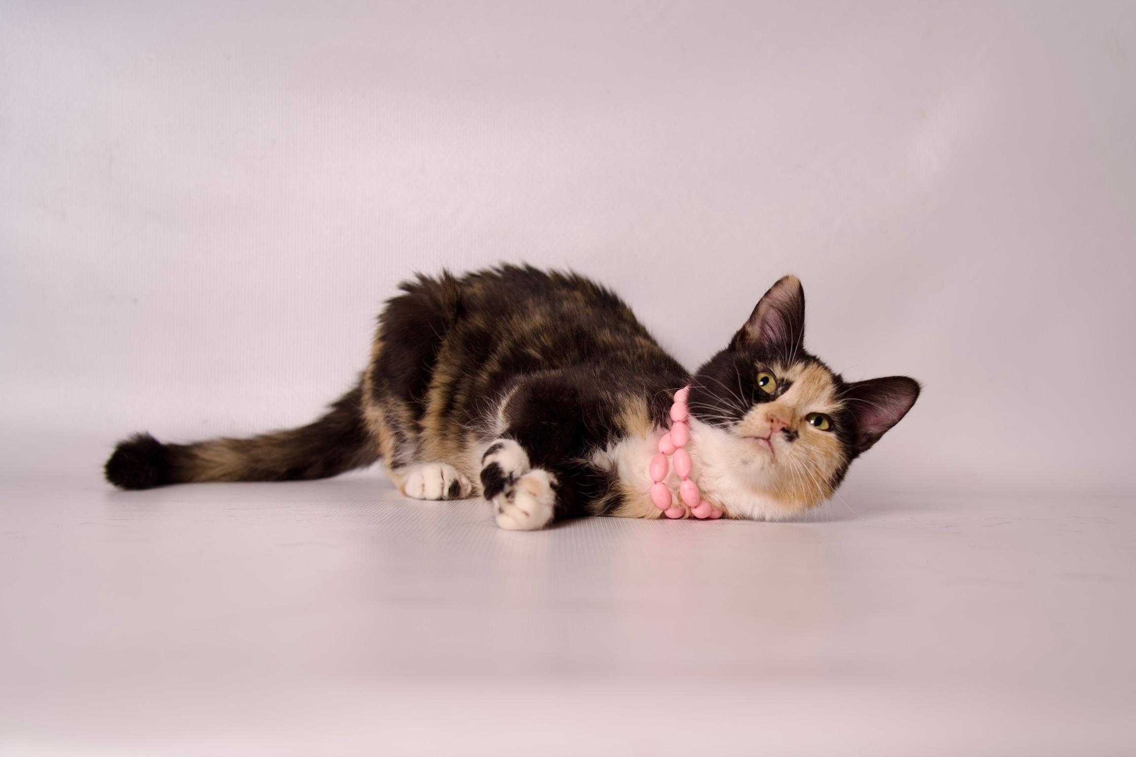 Nesta, Adoptable, Kitten Female Calico.