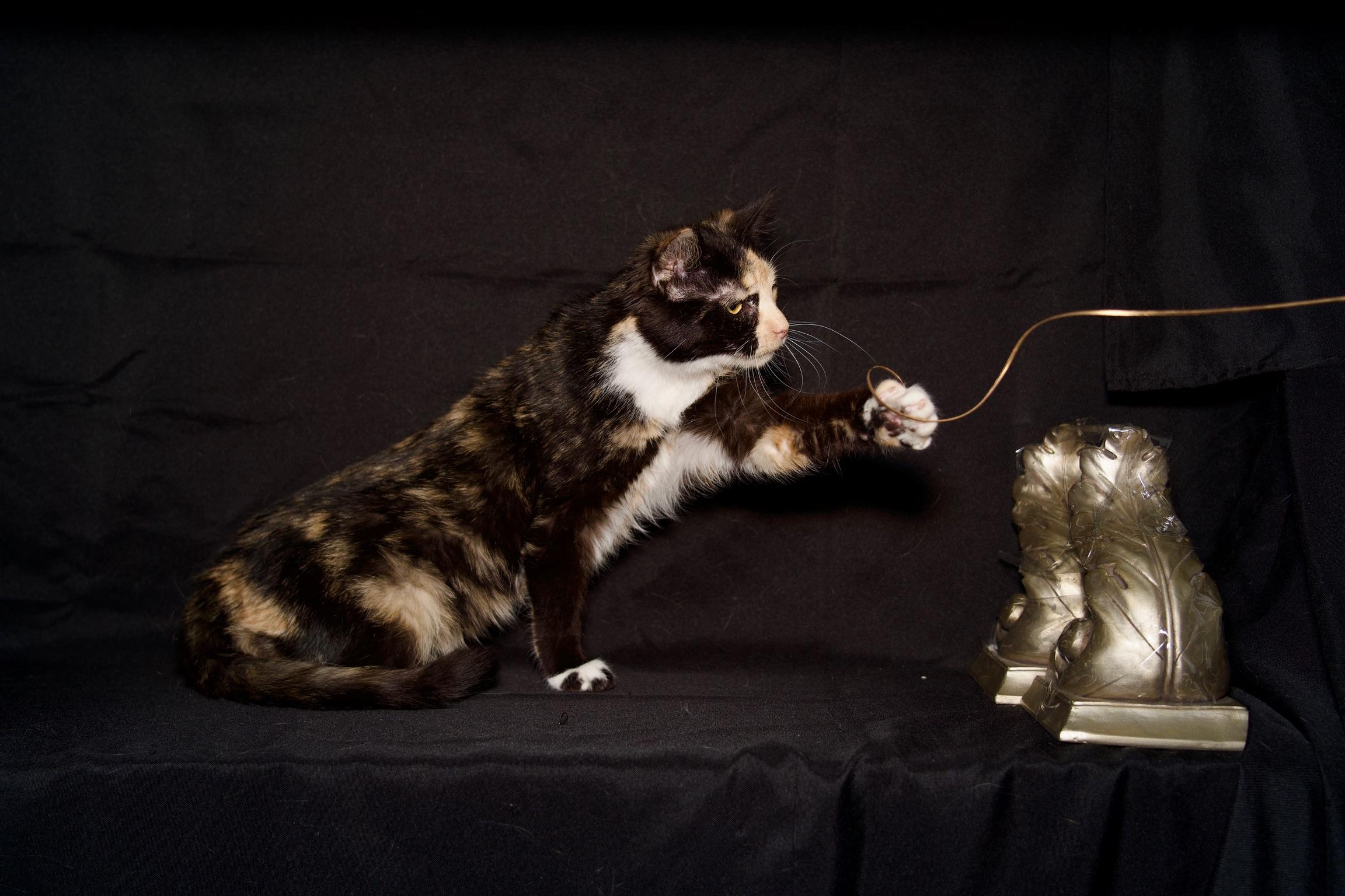 Enlarge Nesta, a Adoptable Calico in Riverside, CA image 5/6