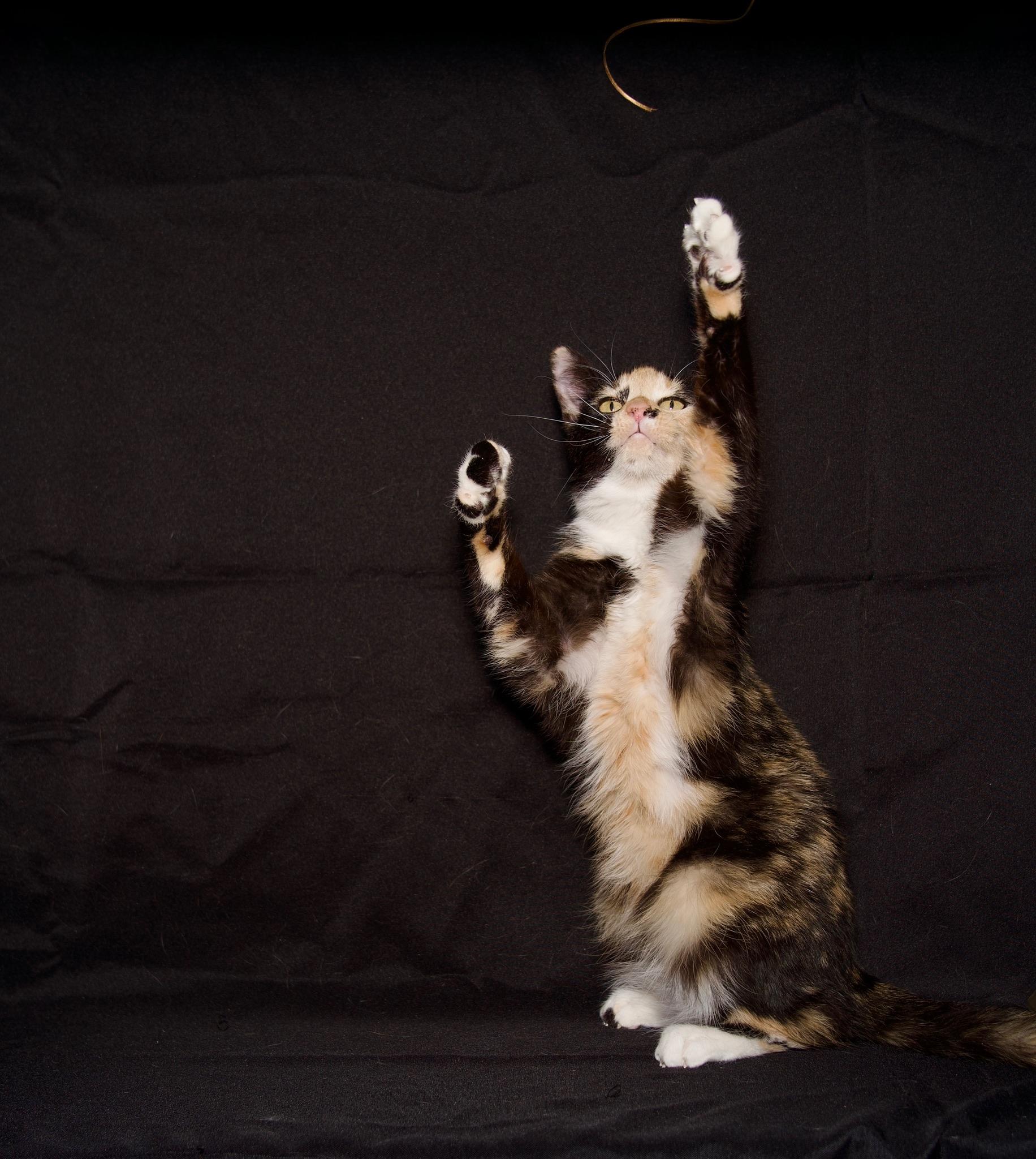 Nesta, Adoptable, Young Female Calico.