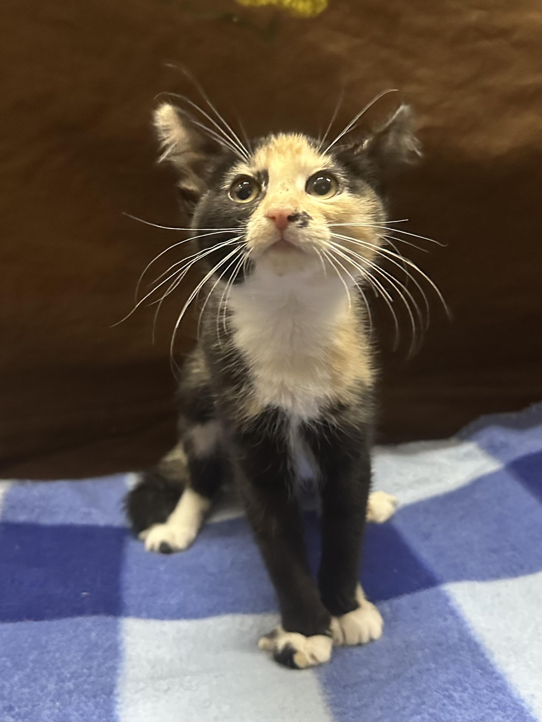 Nesta, a Adoptable Calico in Riverside, CA image 2/6
