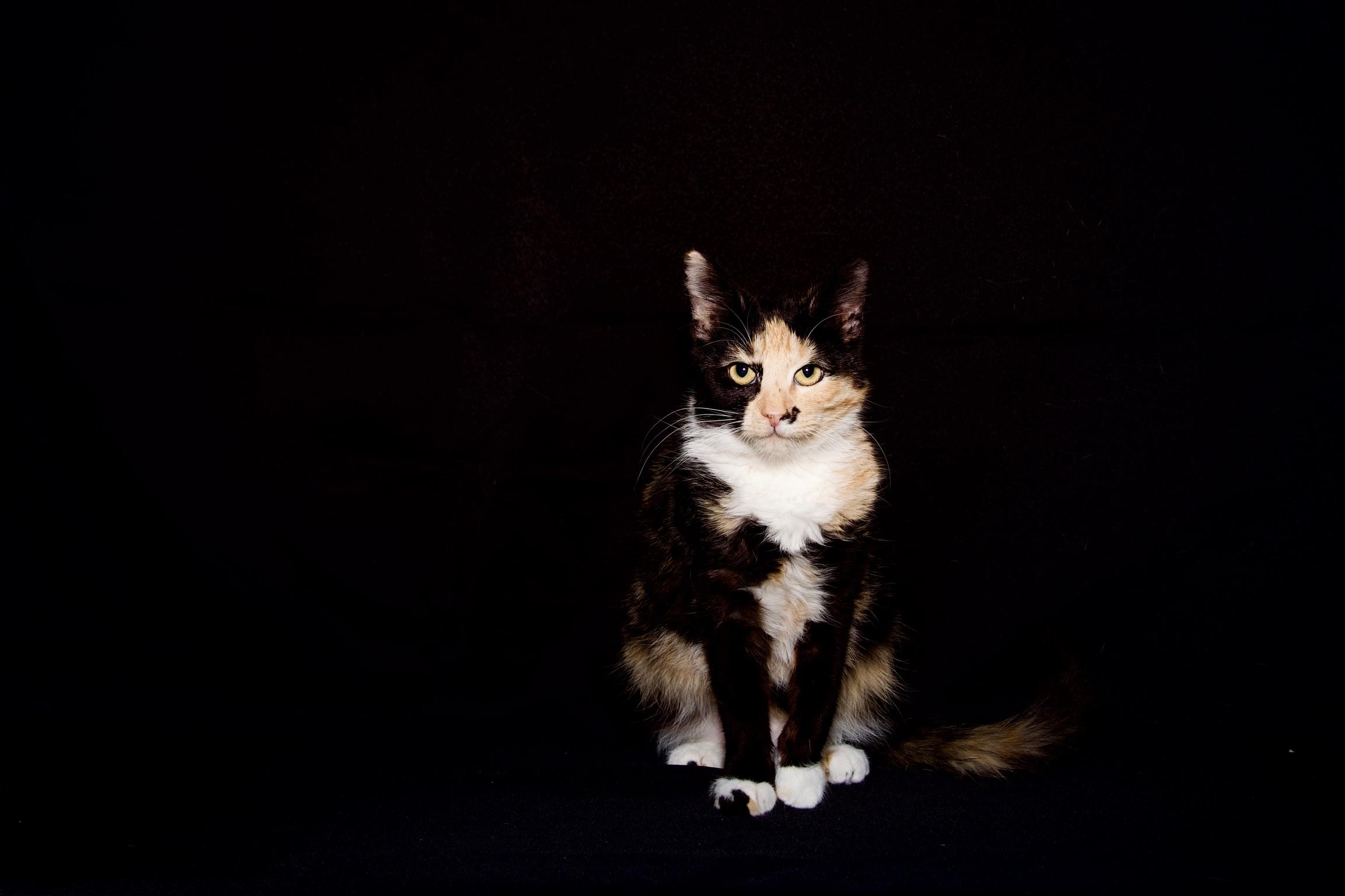 Enlarge Nesta, a Adoptable Calico in Riverside, CA image 6/6