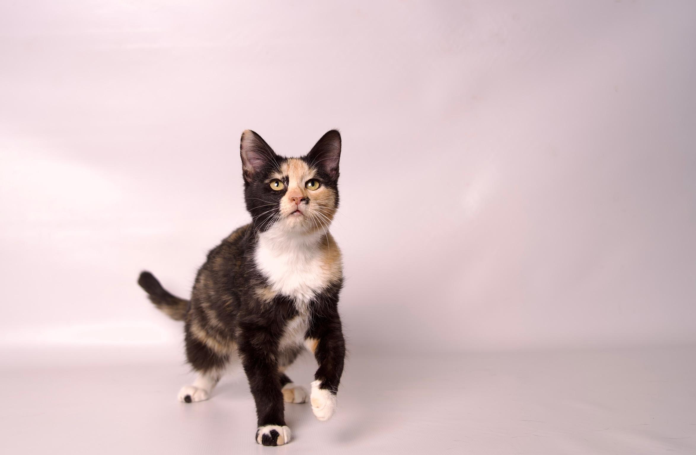 Nesta, a Adoptable Calico in Riverside, CA image 2/5