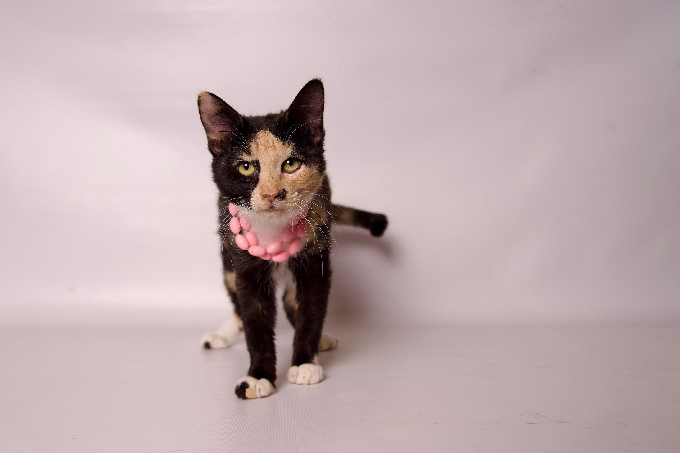 Nesta, a Adoptable Calico in Riverside, CA image 3/5