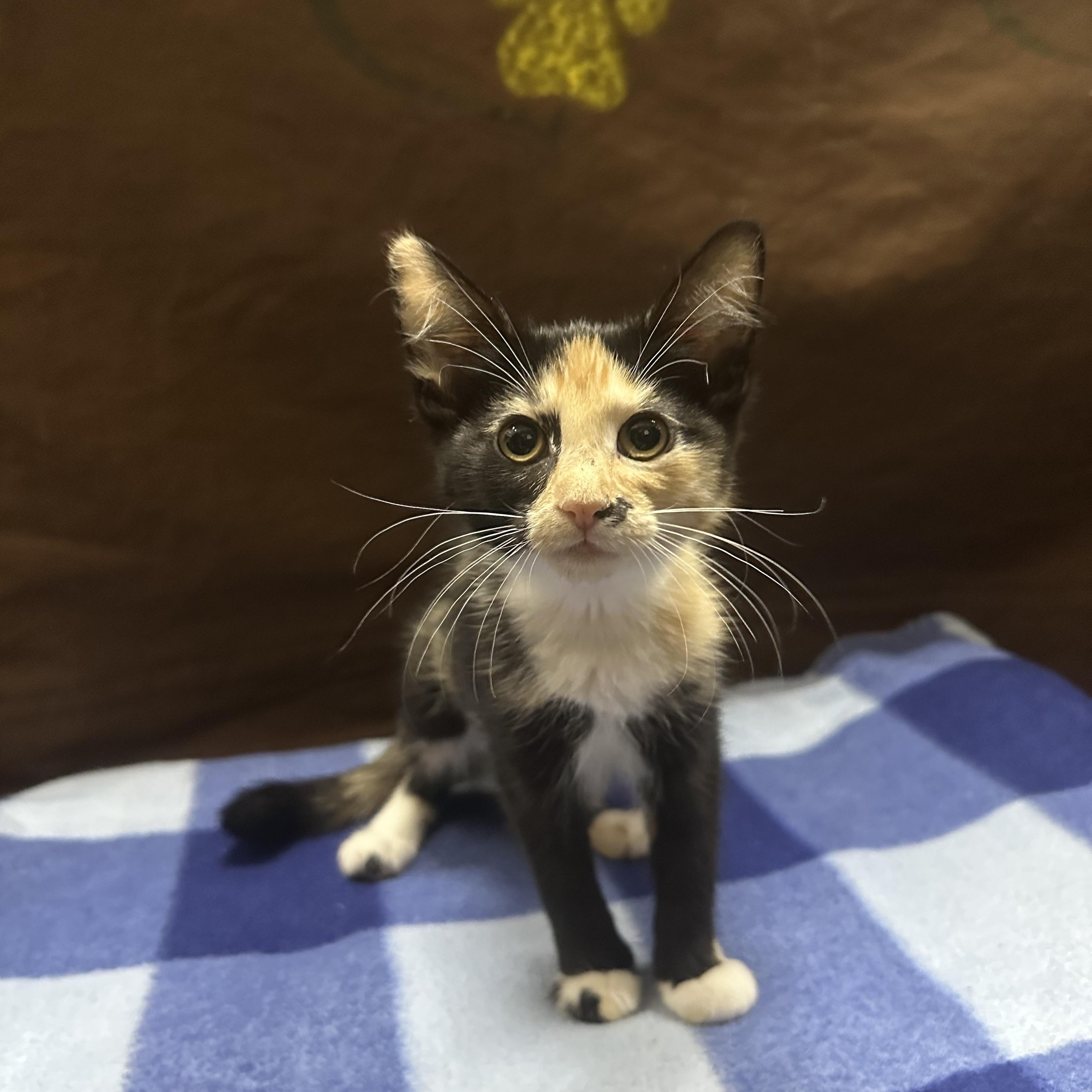 Nesta, a Adoptable Calico in Riverside, CA image 4/6