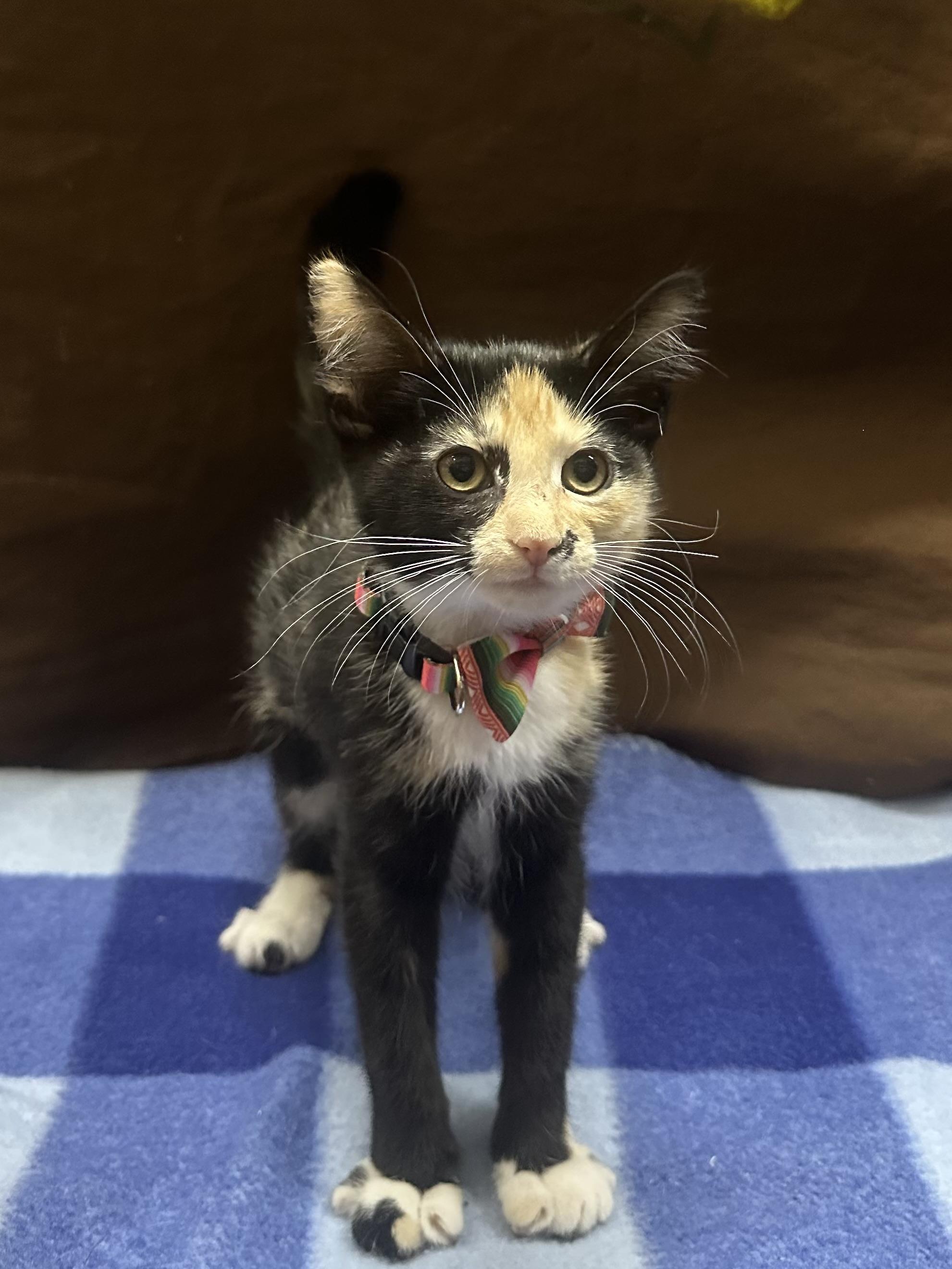 Nesta, a Adoptable Calico in Riverside, CA image 5/6