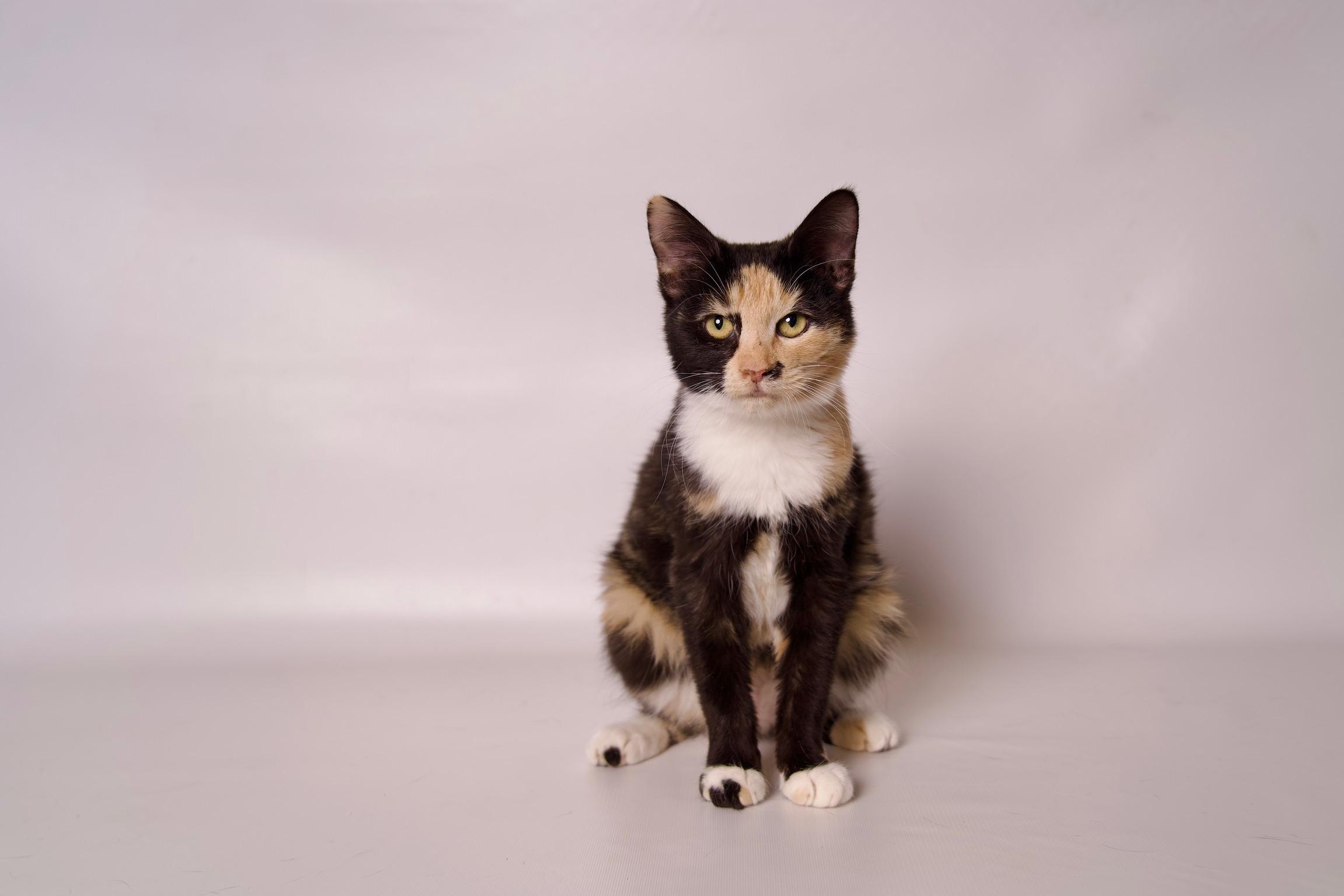Nesta, a Adoptable Calico in Riverside, CA image 4/5
