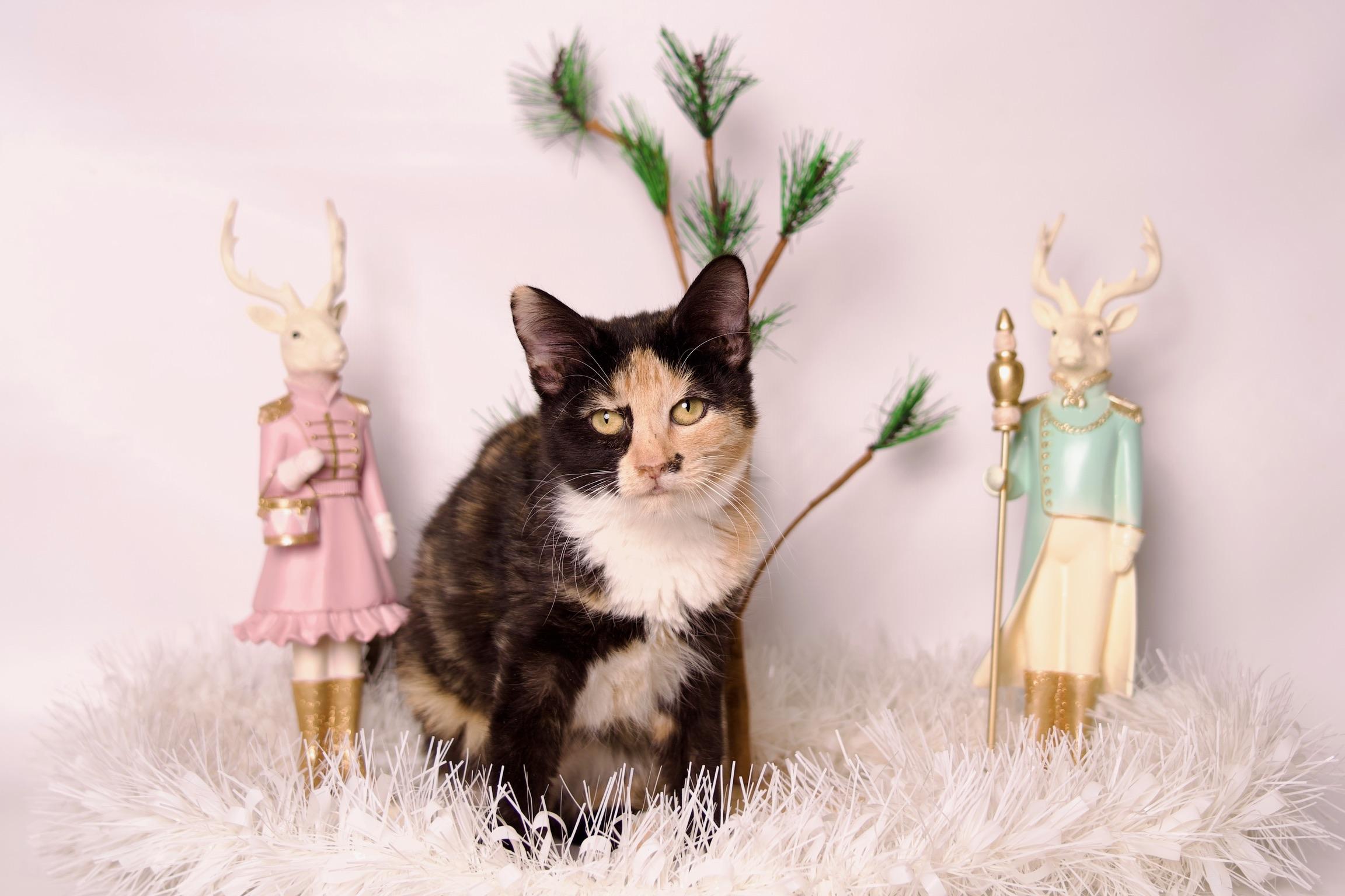 Nesta, a Adoptable Calico in Riverside, CA image 5/5