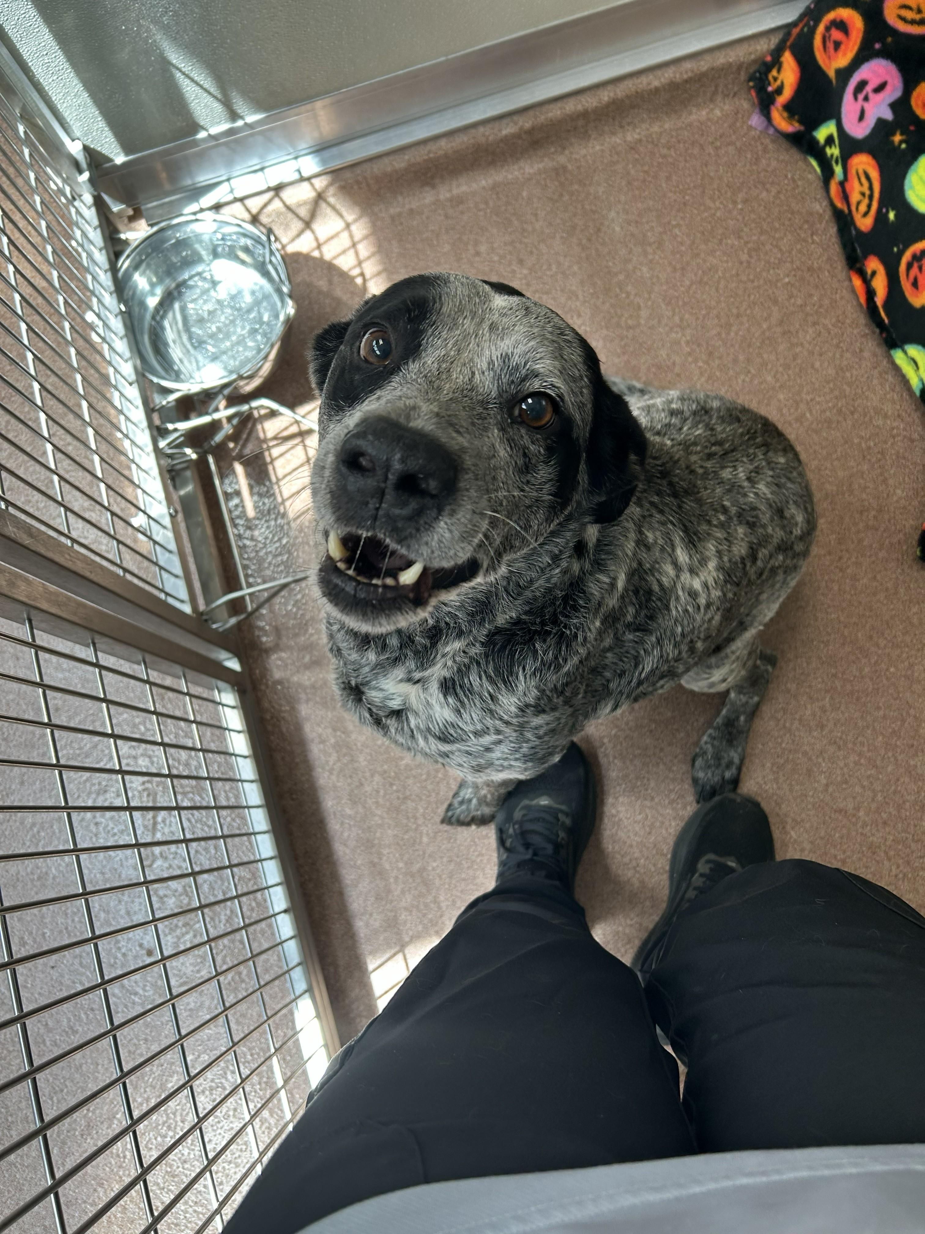 Enlarge Jackson , a ADOPTABLE mixed breed in Maidens, VA image 2/2