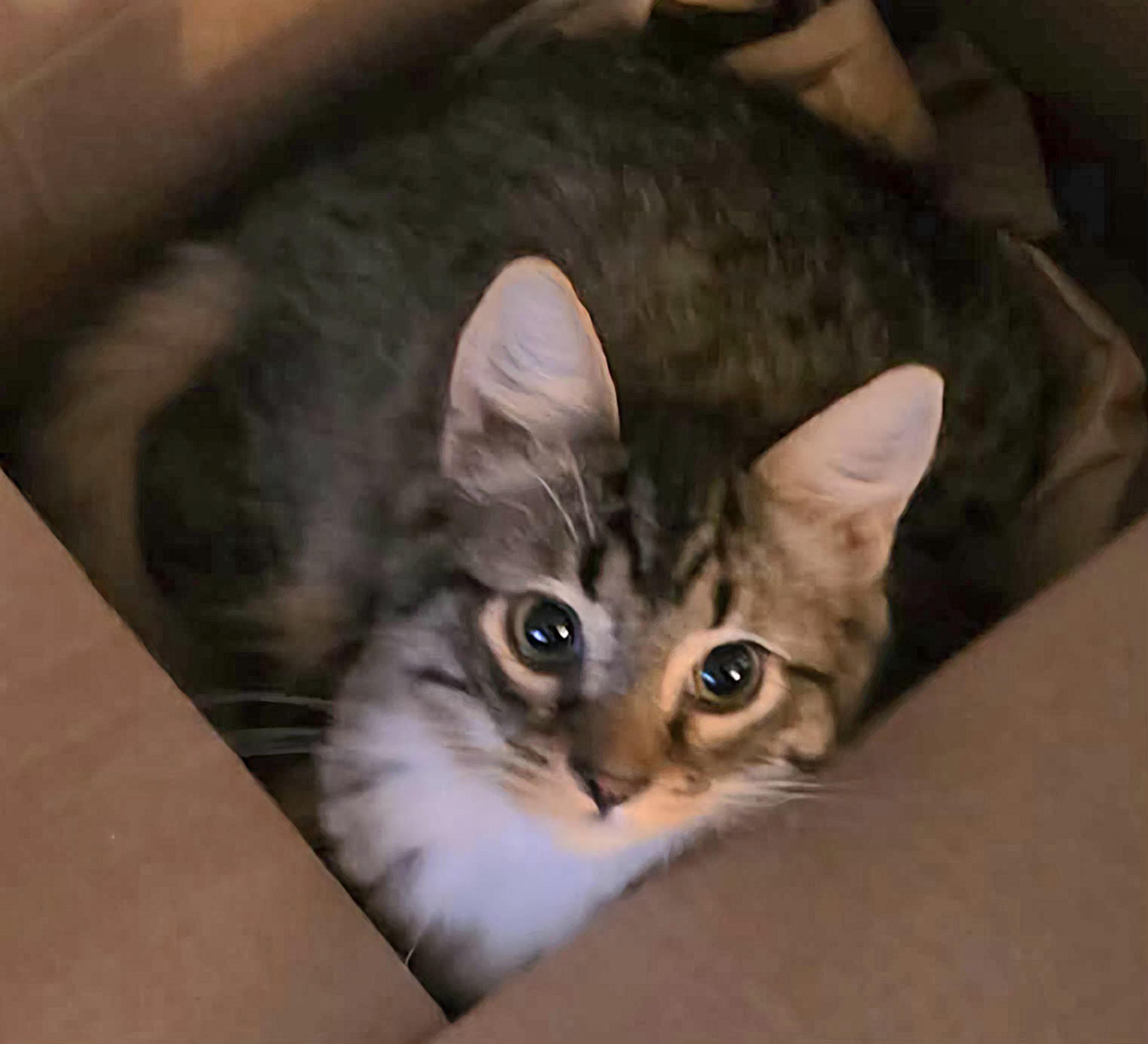 Clove, Adopted, Kitten Male Domestic Long Hair.