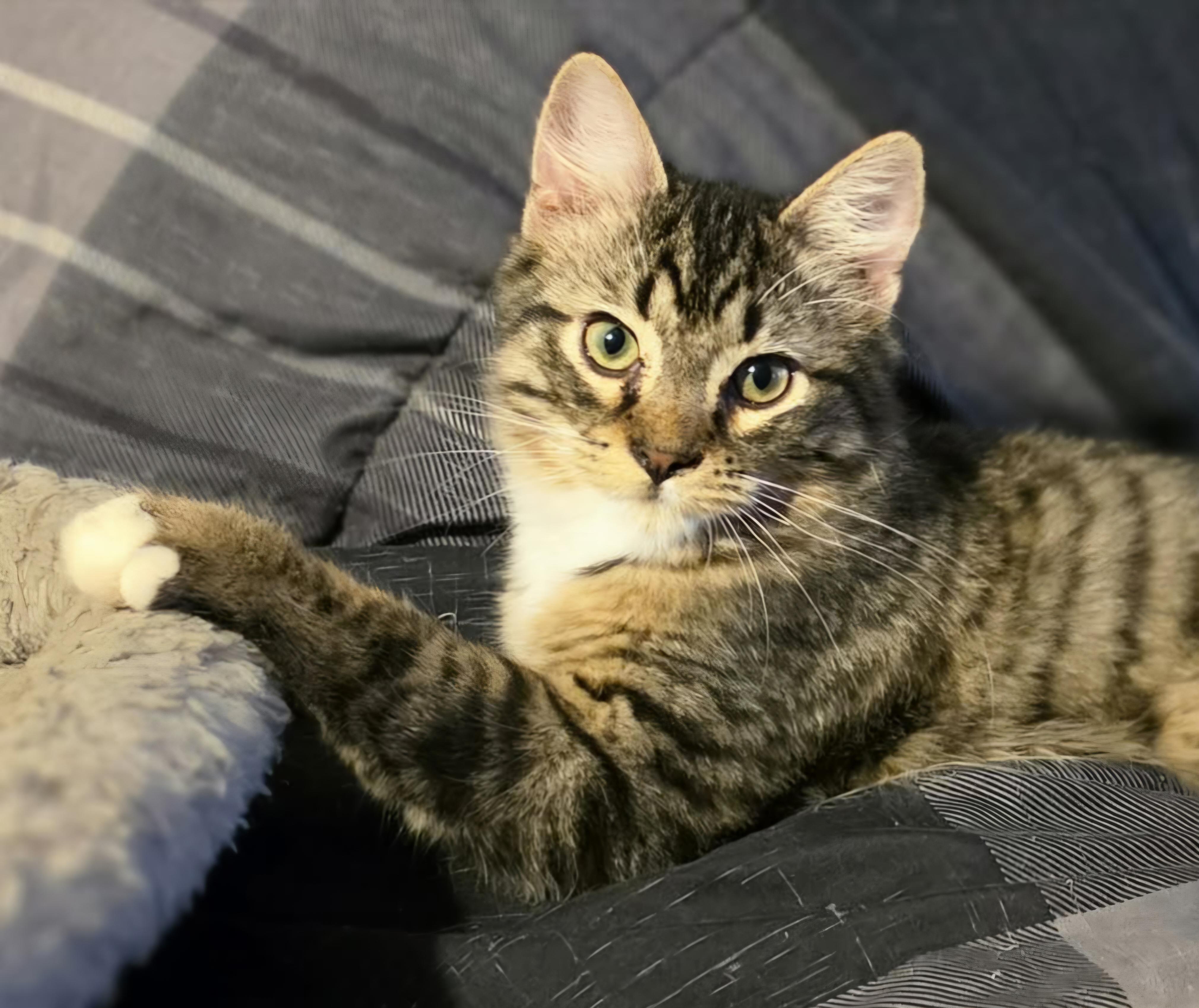 Enlarge Clove, a Adopted Domestic Long Hair in Attleboro, MA image 2/6