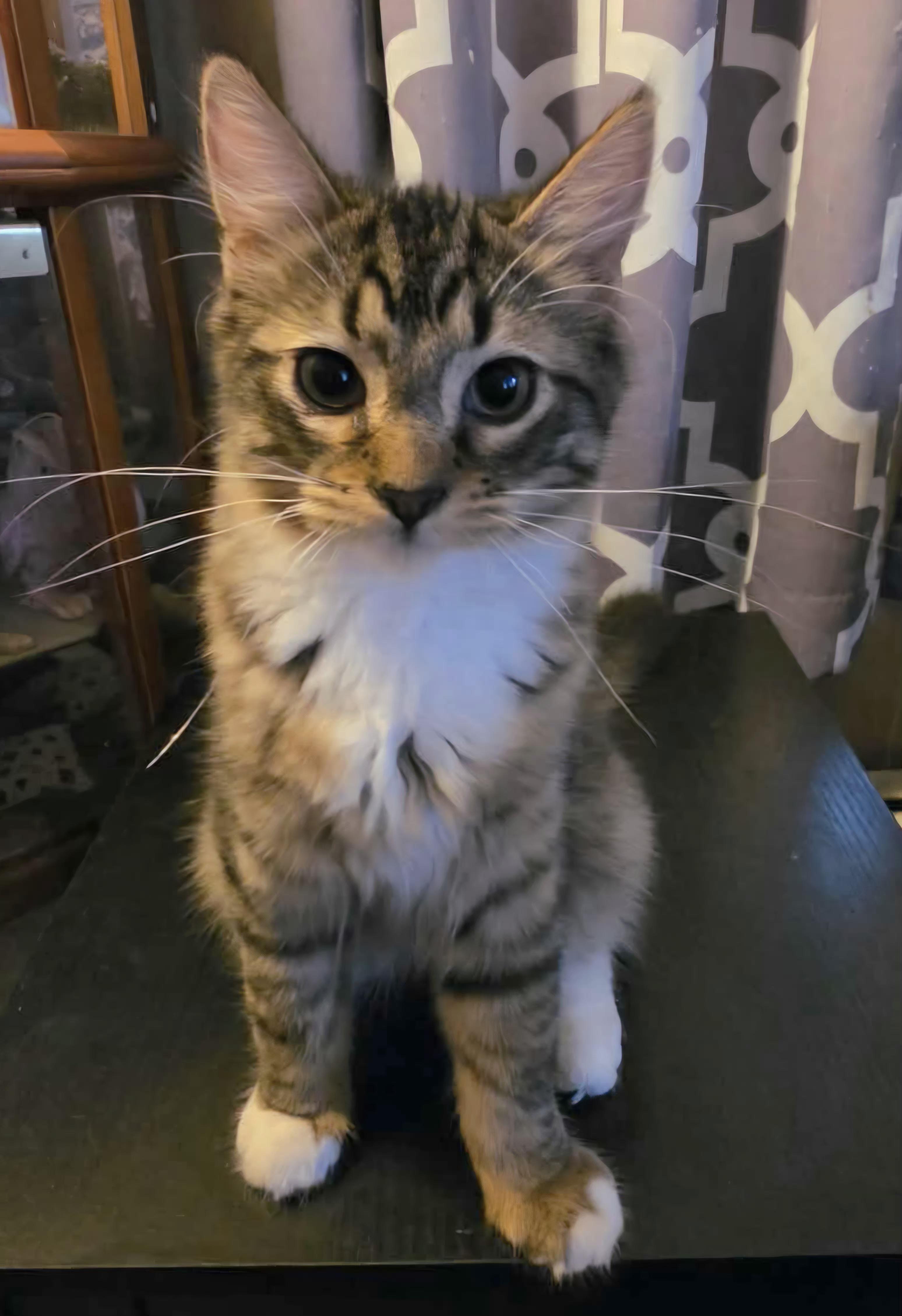 Enlarge Clove, a Adopted Domestic Long Hair in Attleboro, MA image 5/6