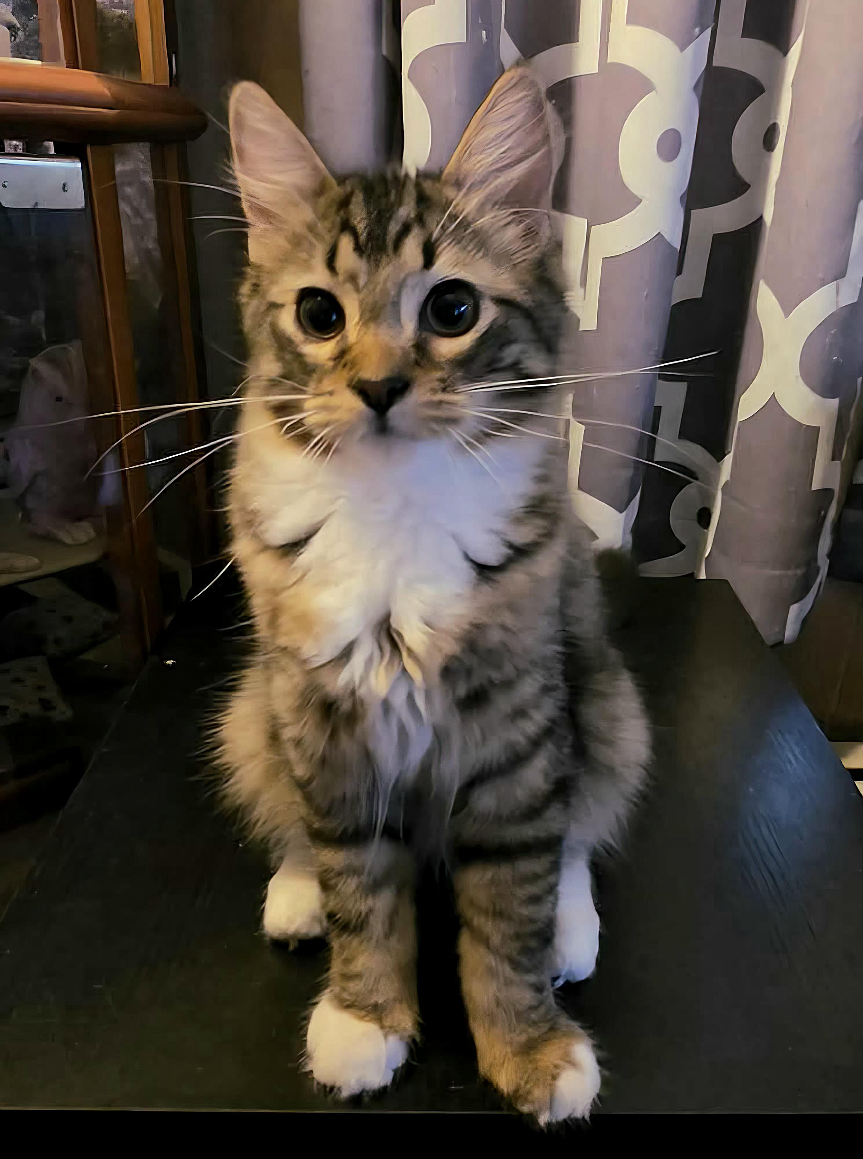 Enlarge Clove, a Adopted Domestic Long Hair in Attleboro, MA image 3/6
