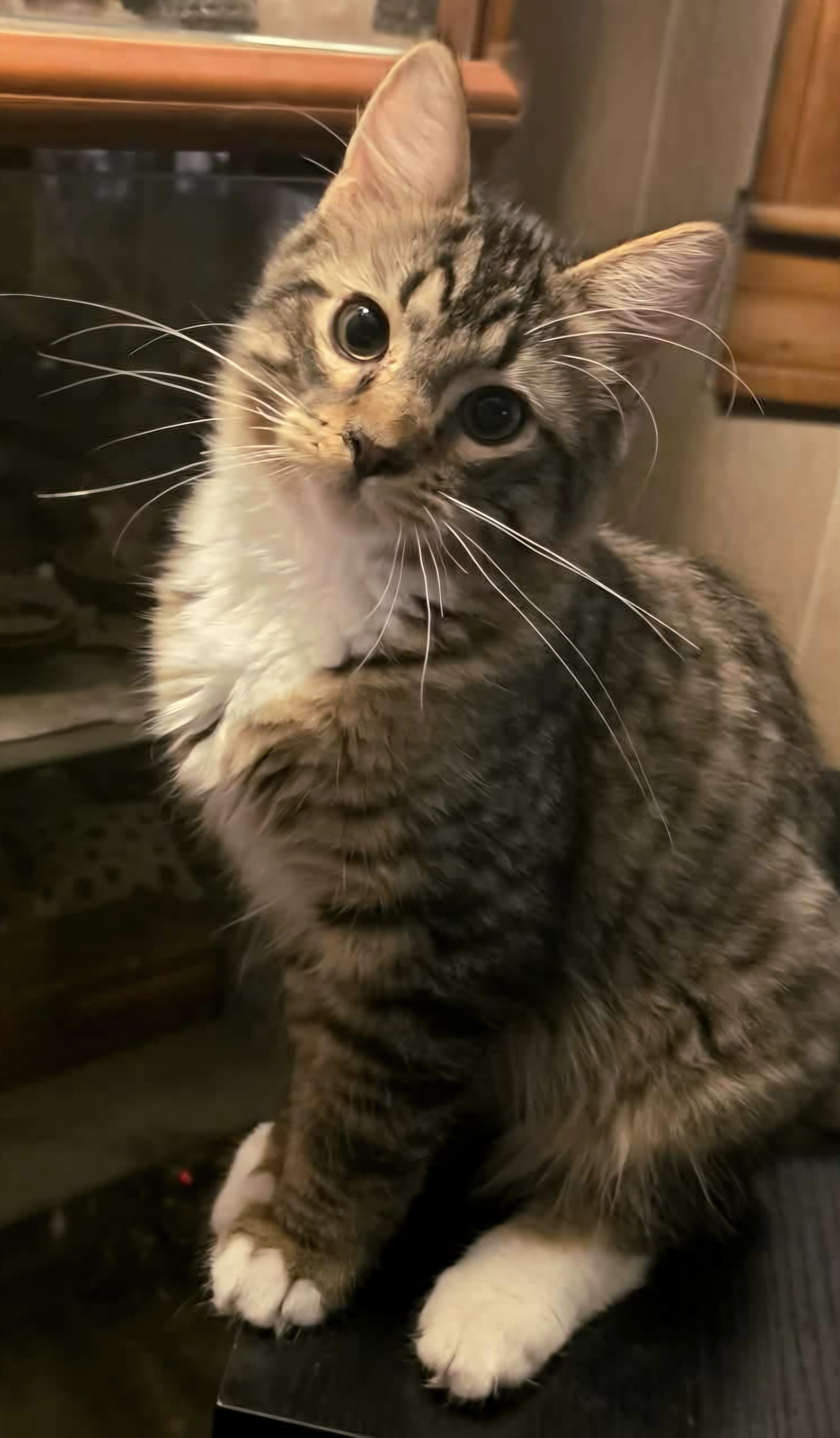 Enlarge Clove, a Adopted Domestic Long Hair in Attleboro, MA image 4/6