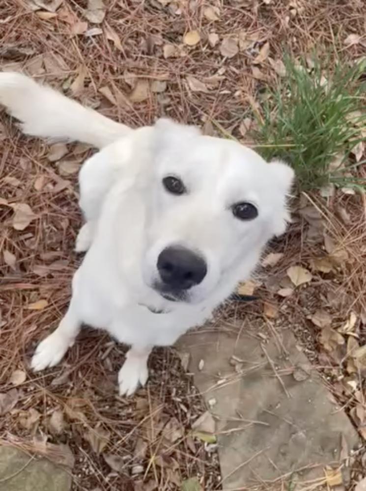 Abigralli / Winter, a Adoptable mixed breed in Broomfield, CO image 1/6