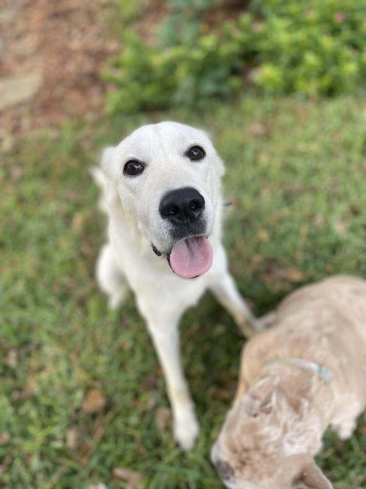 Abigralli / Winter, a Adoptable mixed breed in Broomfield, CO image 3/6