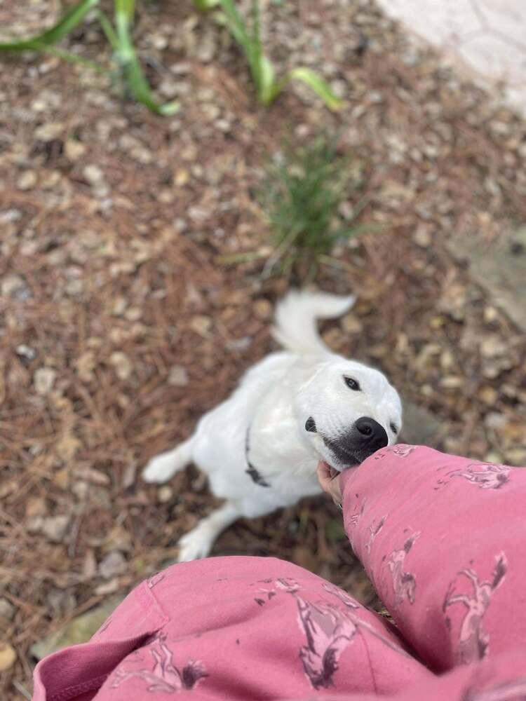 Abigralli / Winter, a Adoptable mixed breed in Broomfield, CO image 6/6
