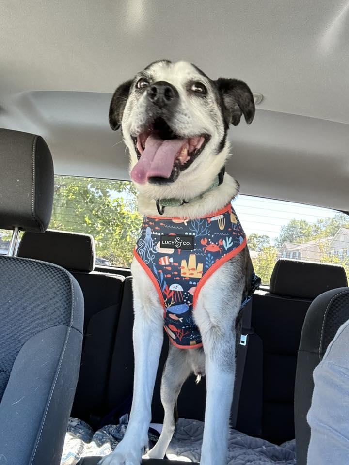 HENRY, ADOPTABLE, Senior Male Terrier.