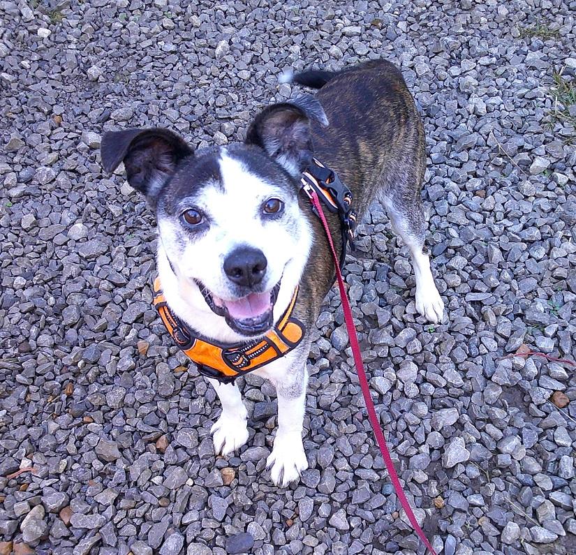 Enlarge HENRY, a ADOPTABLE mixed breed in Pegram, TN image 1/6