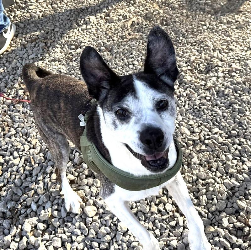 Enlarge HENRY, a ADOPTABLE mixed breed in Pegram, TN image 5/6